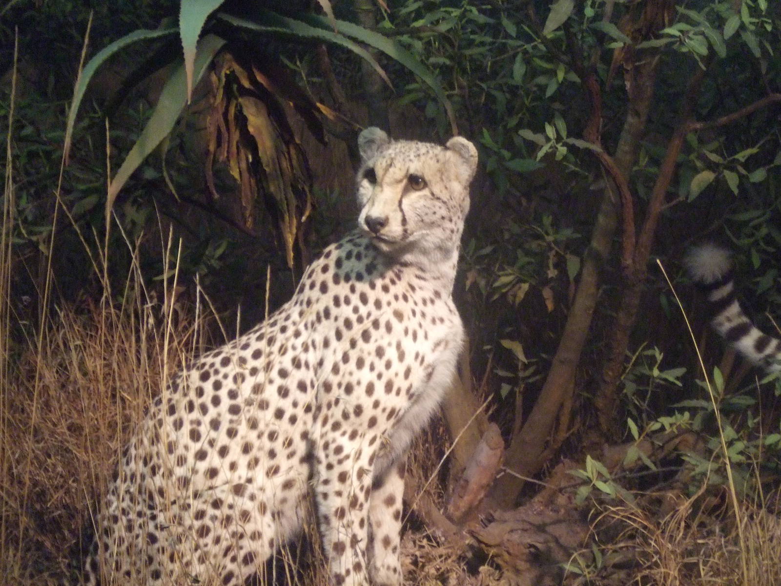 American Museum of Natural History