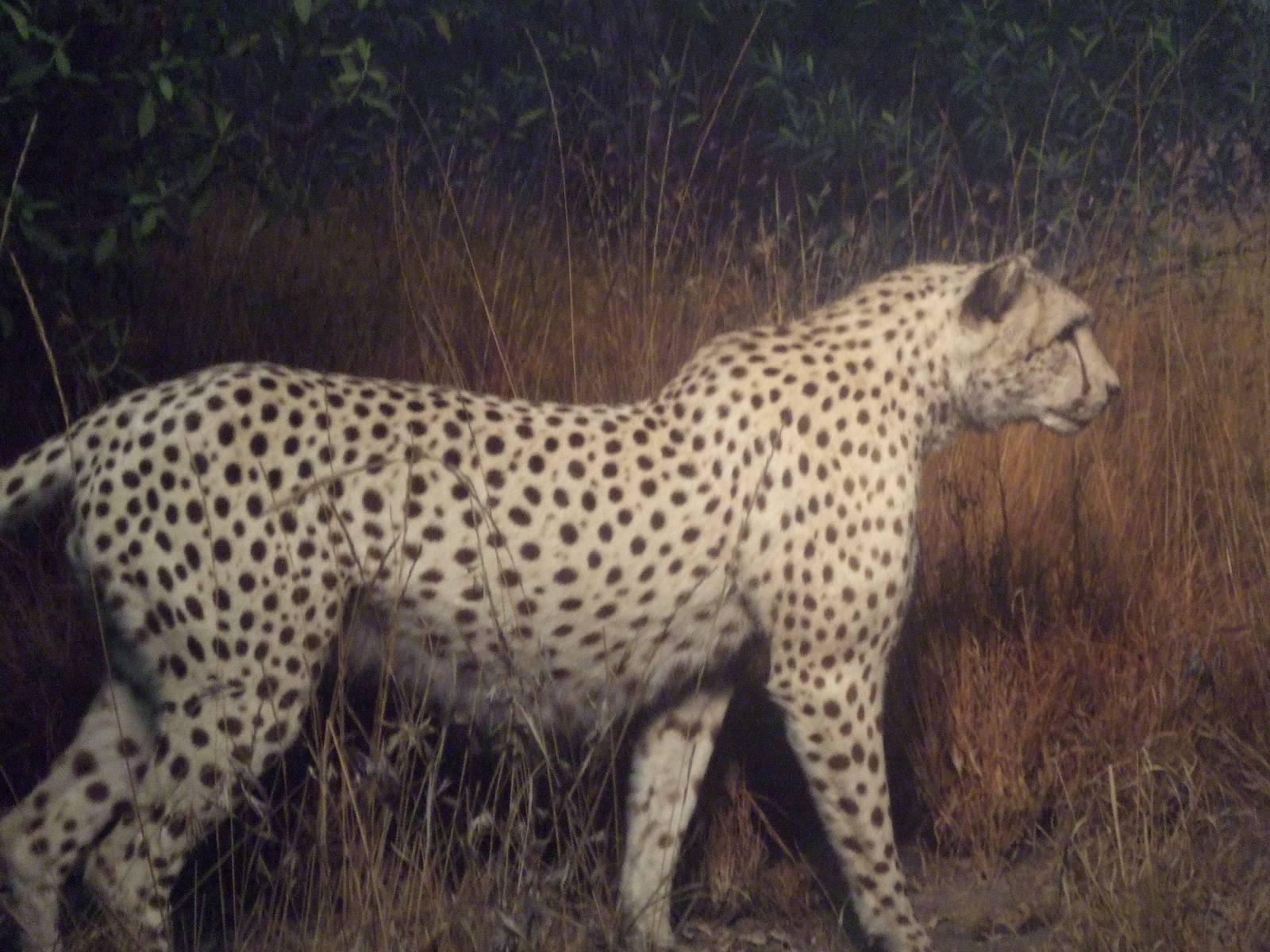 American Museum of Natural History