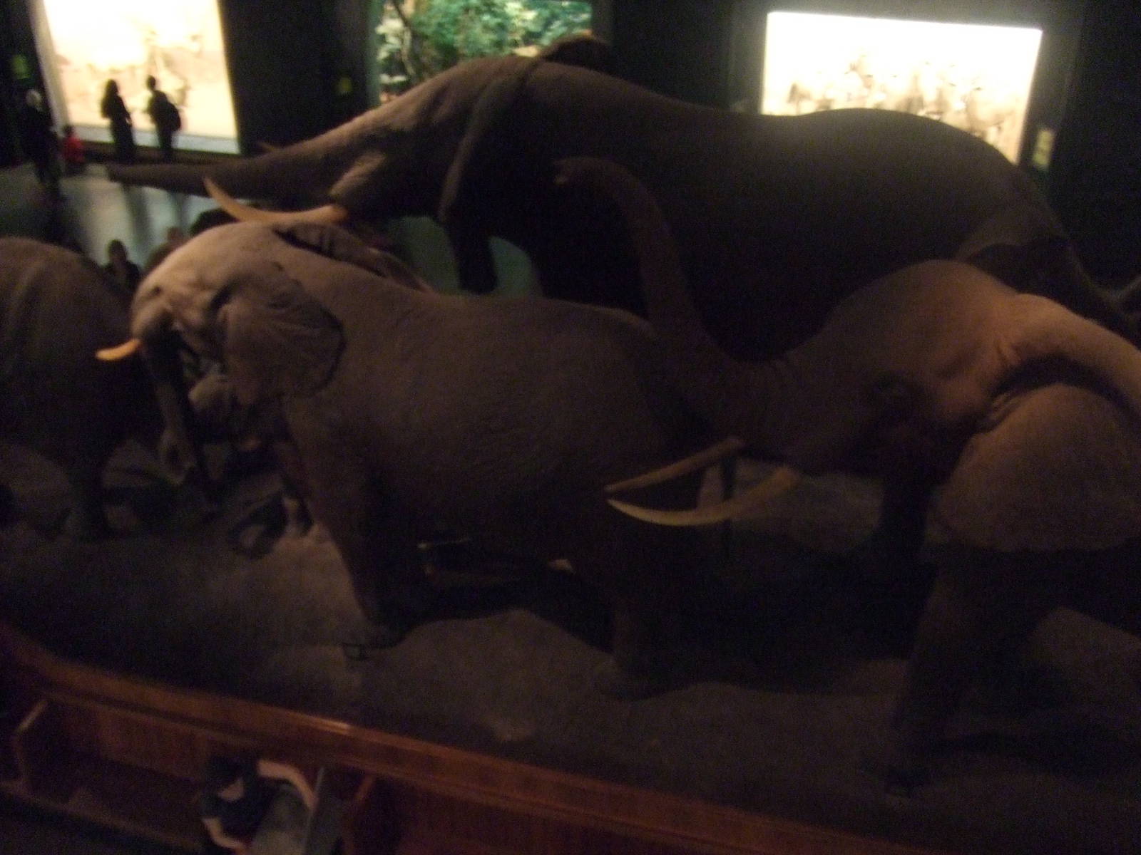 American Museum of Natural History