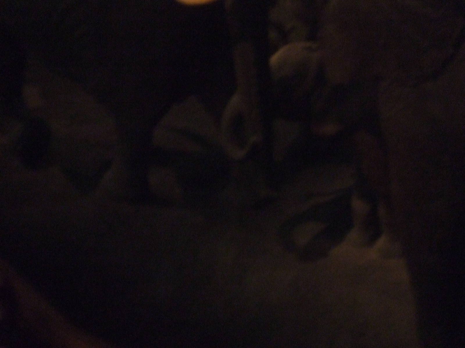 American Museum of Natural History