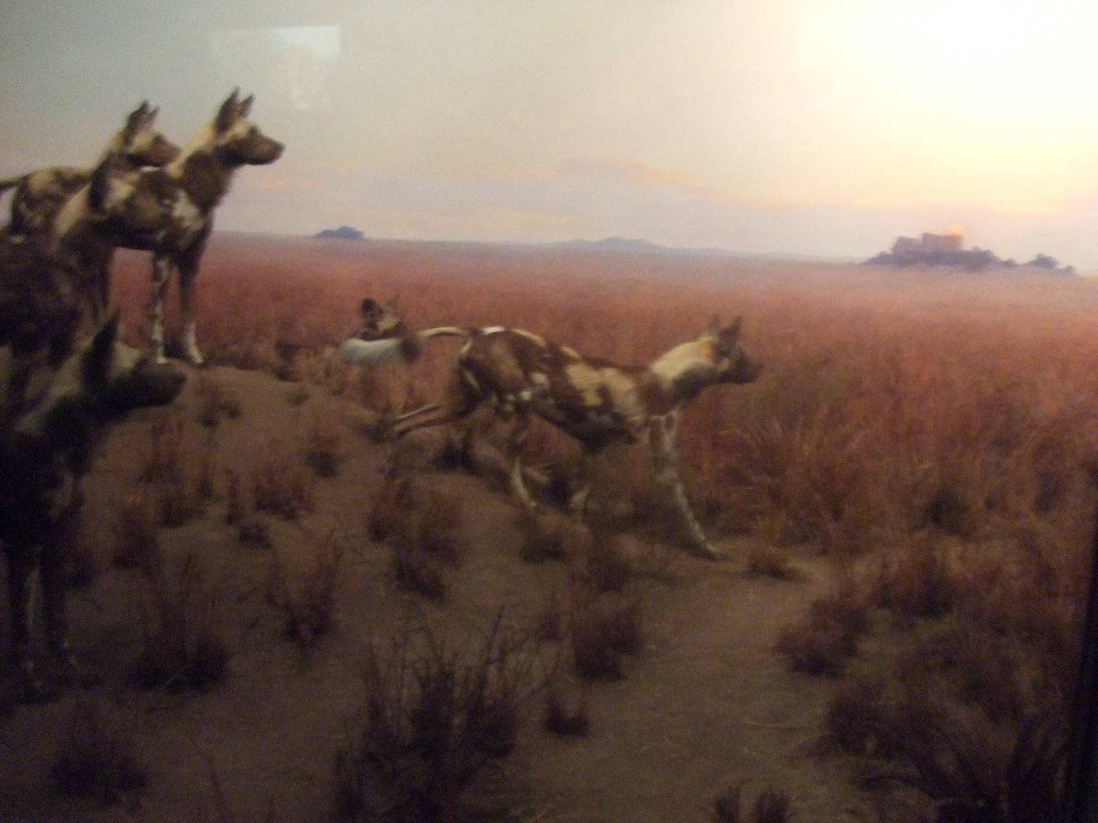 American Museum of Natural History