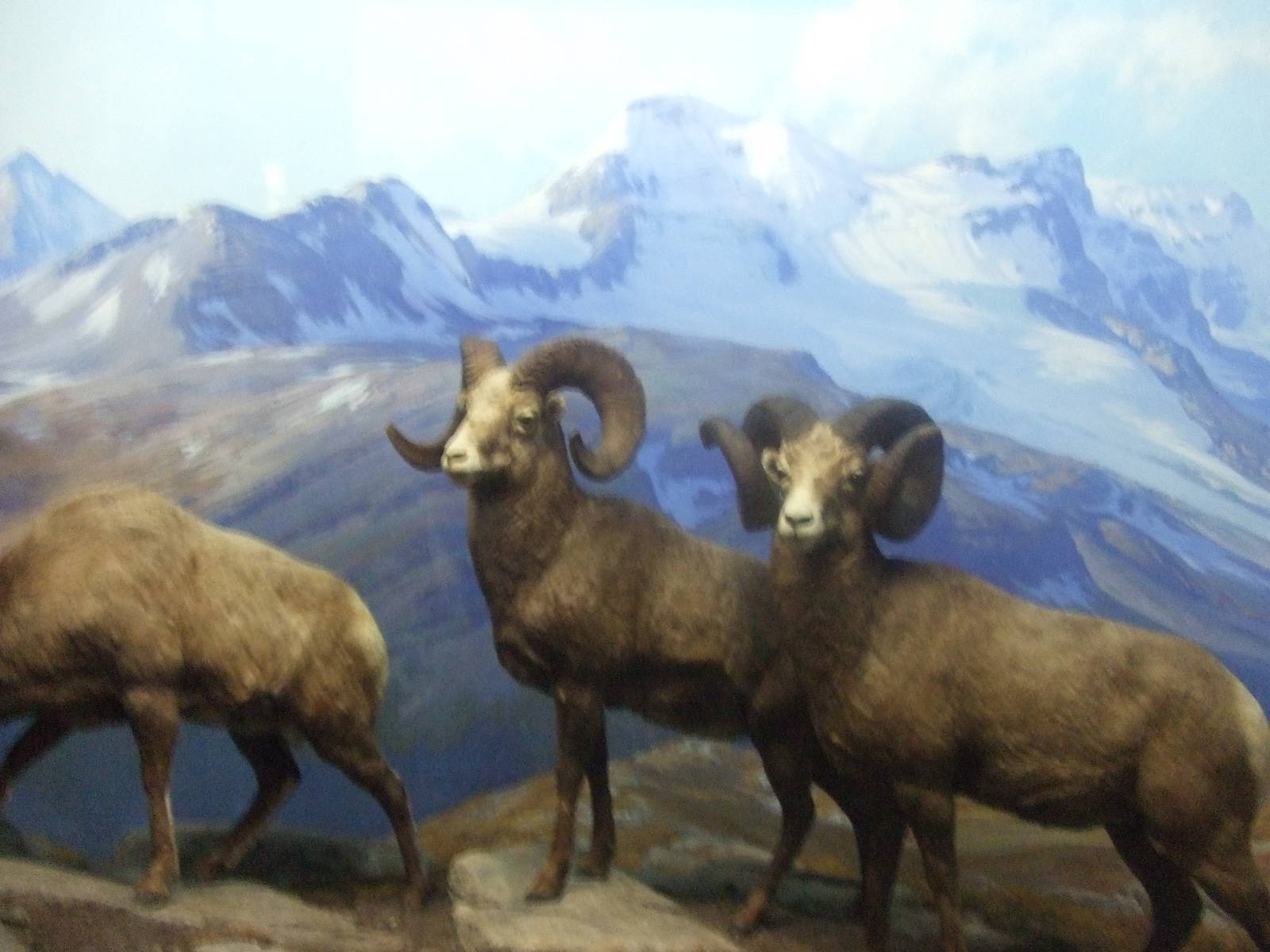 American Museum of Natural History