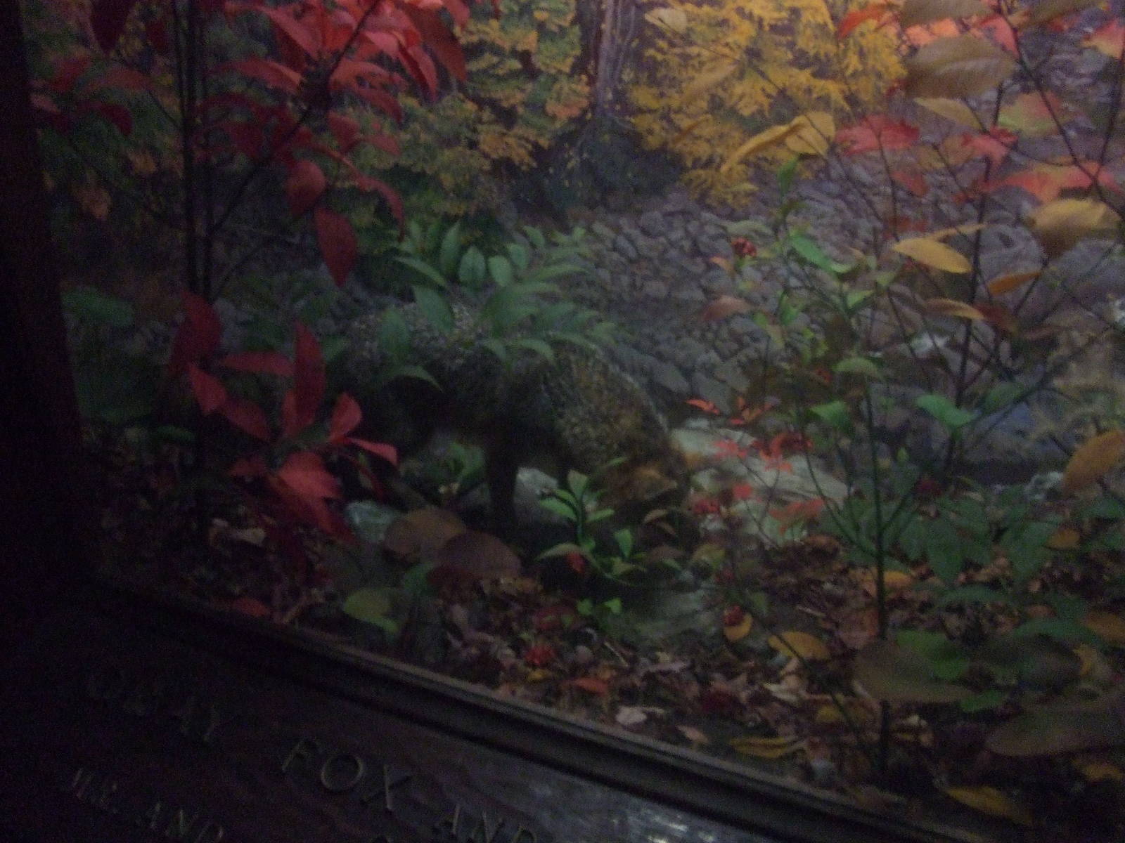 American Museum of Natural History