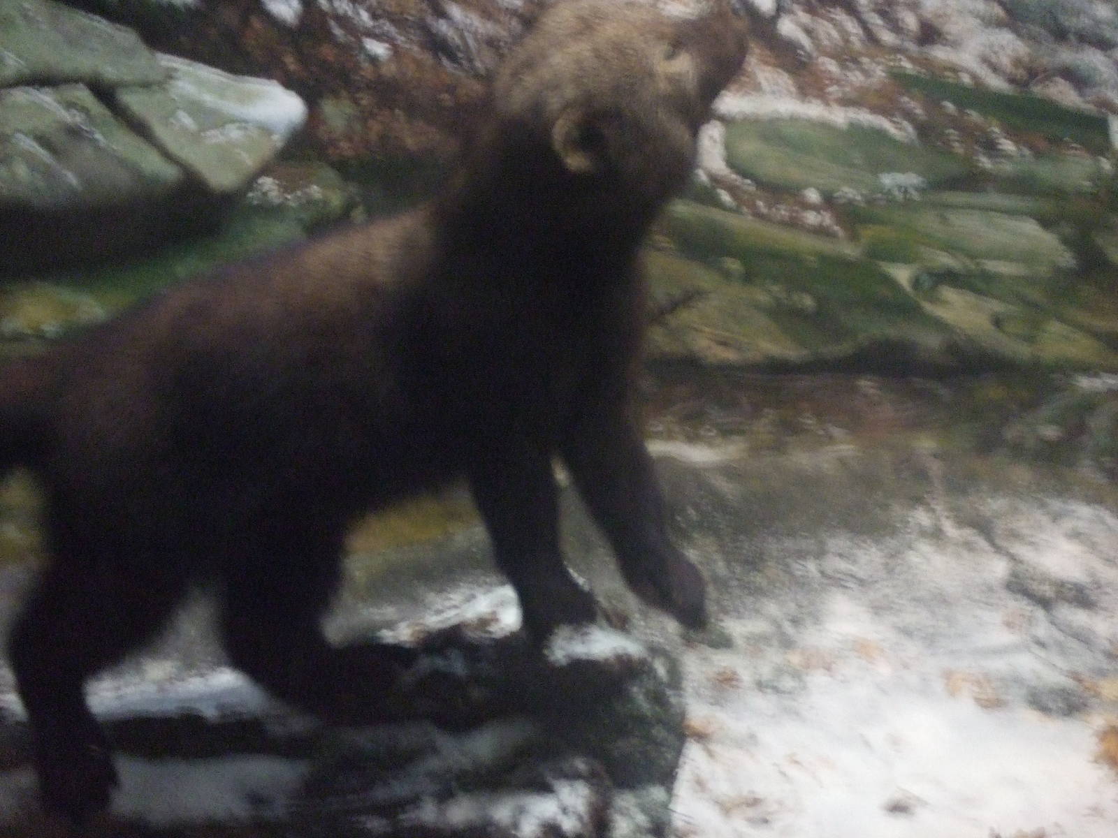 American Museum of Natural History