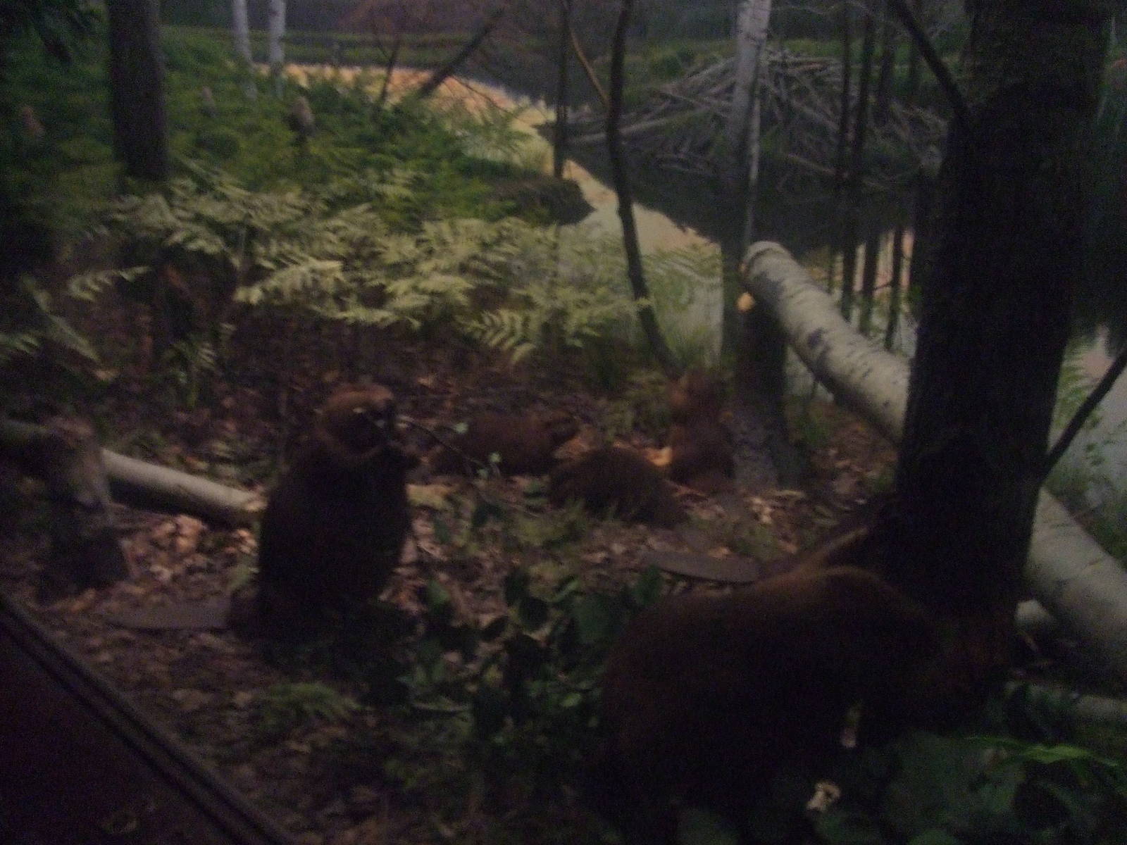 American Museum of Natural History