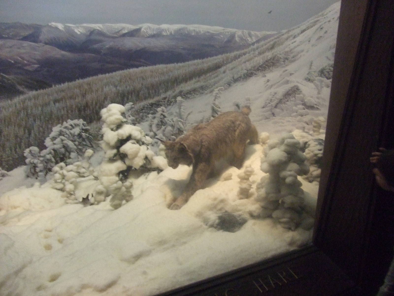 American Museum of Natural History