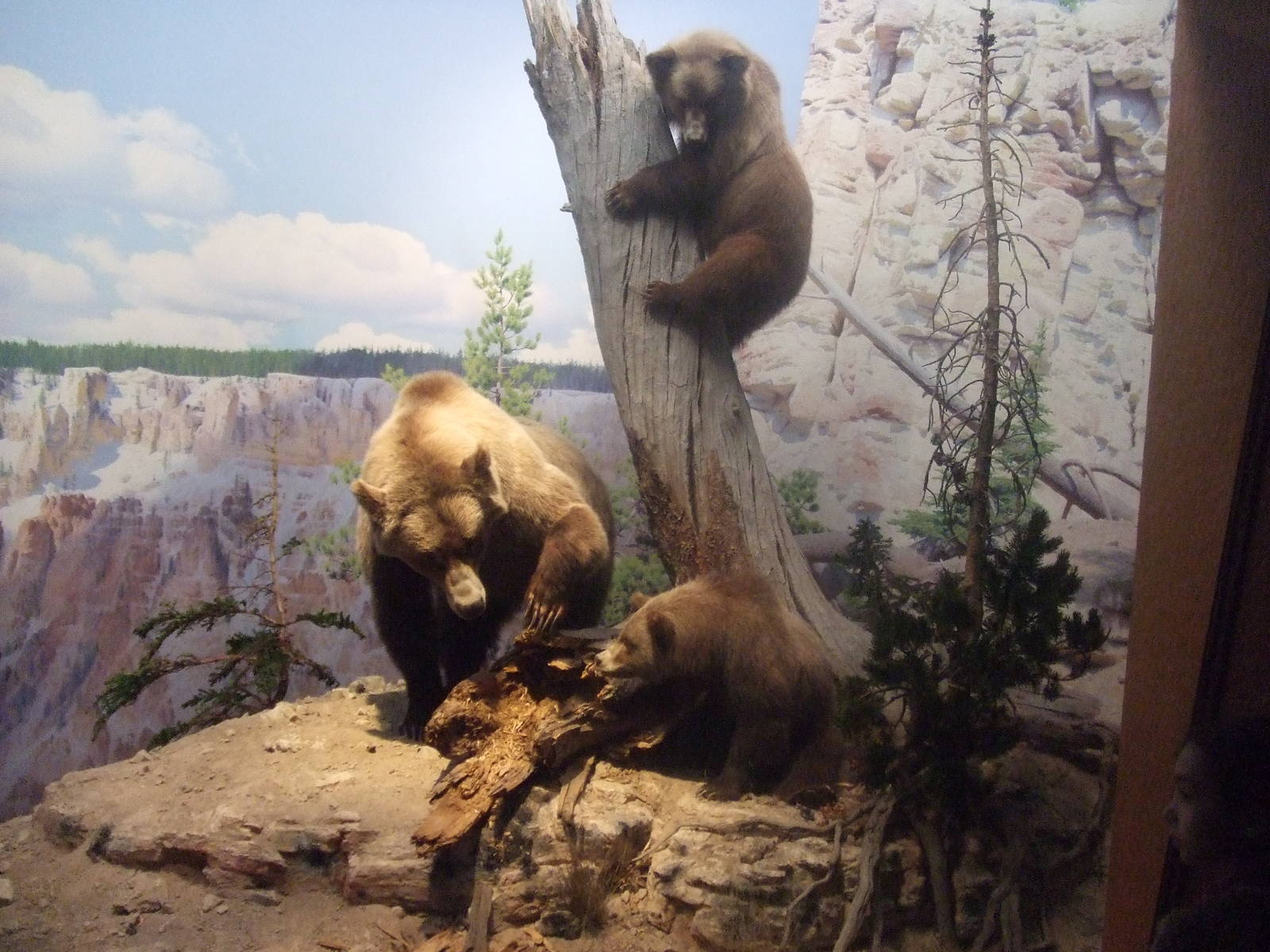 American Museum of Natural History