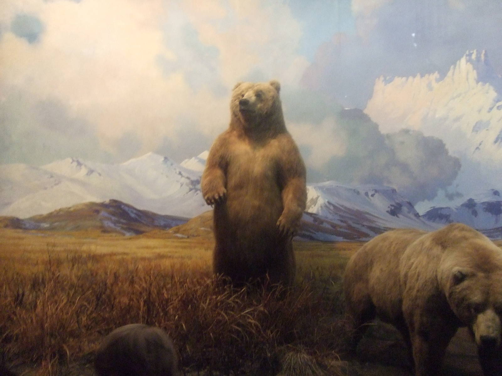 American Museum of Natural History