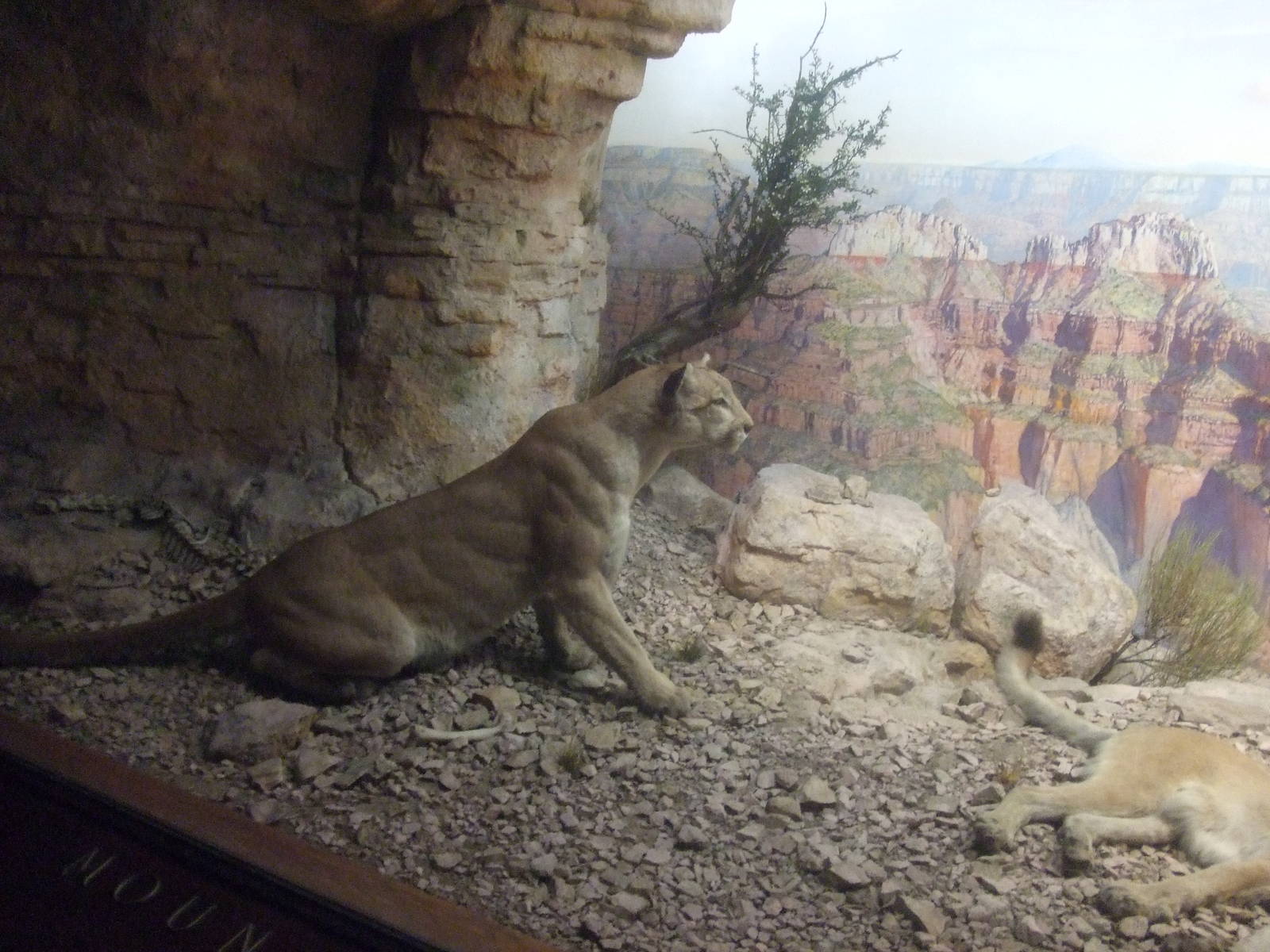 American Museum of Natural History