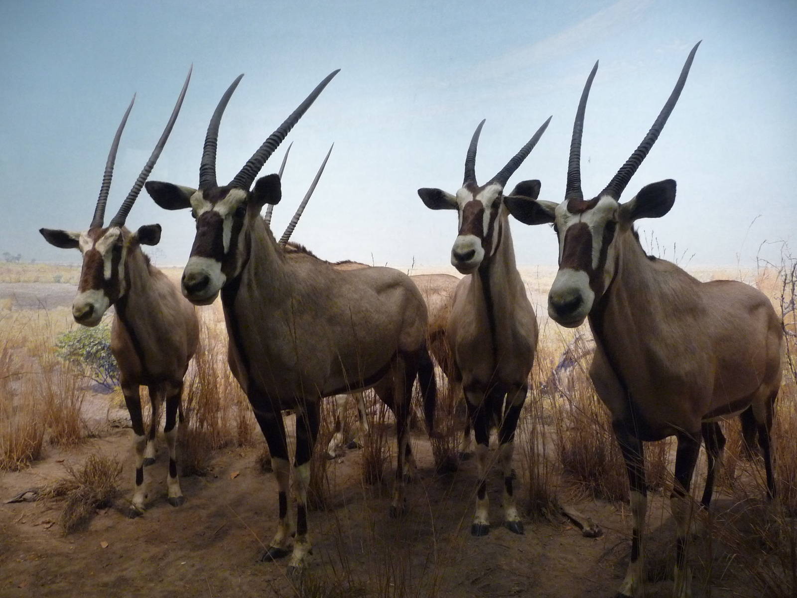 American Museum of Natural History