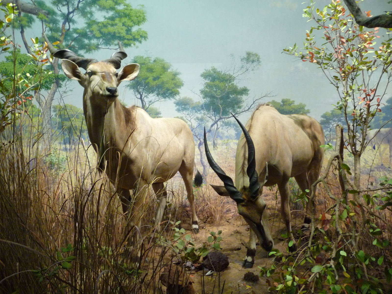 American Museum of Natural History