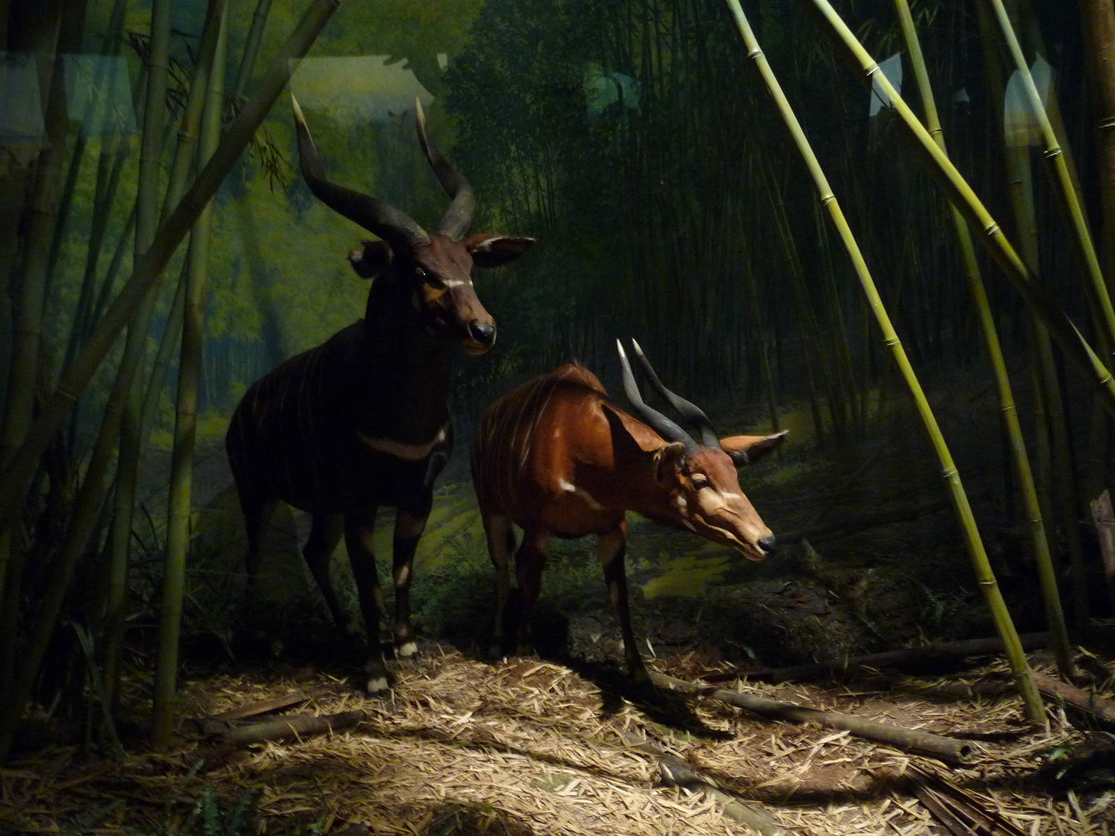 American Museum of Natural History