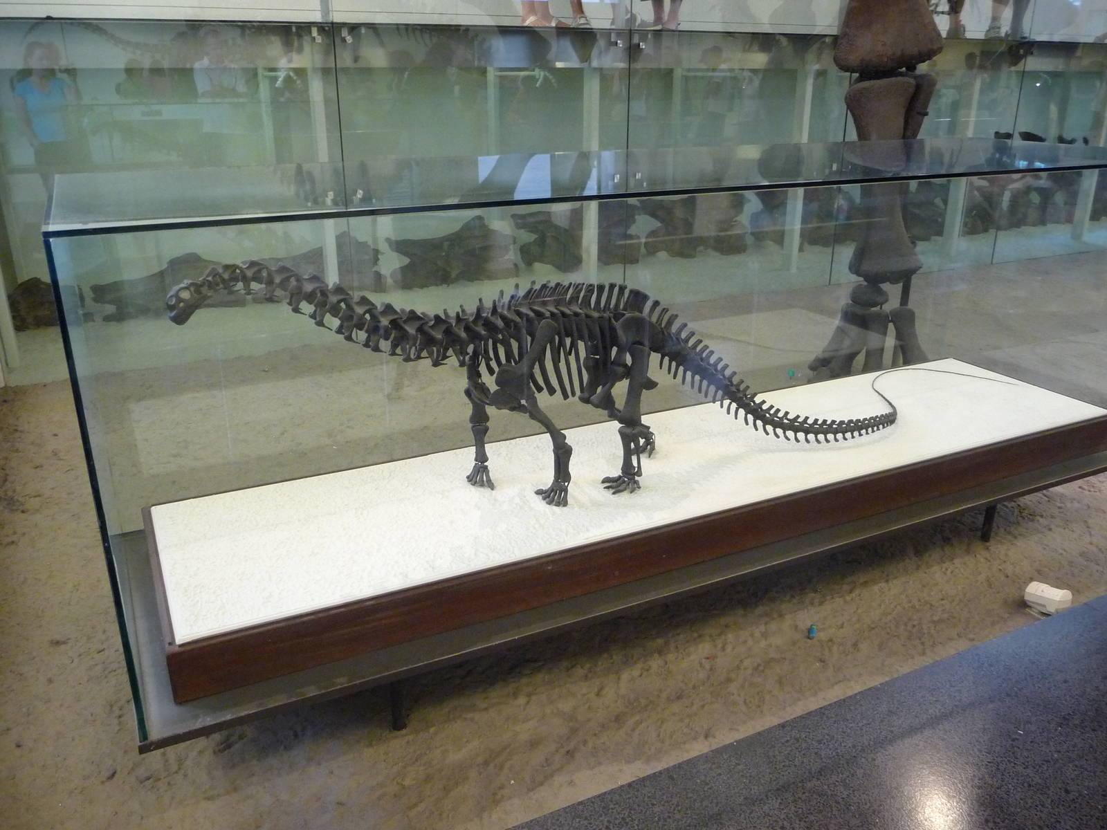 American Museum of Natural History