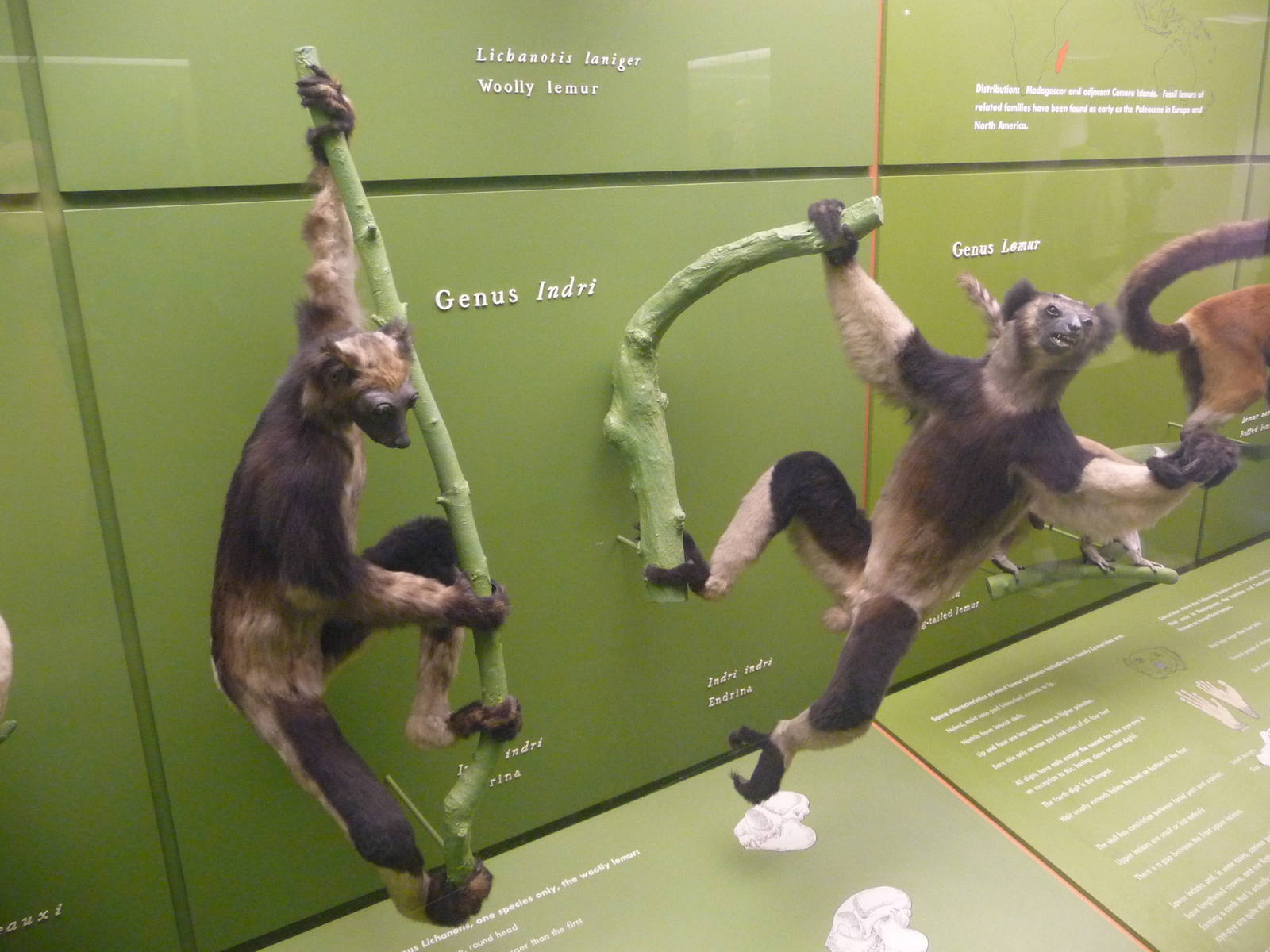 American Museum of Natural History