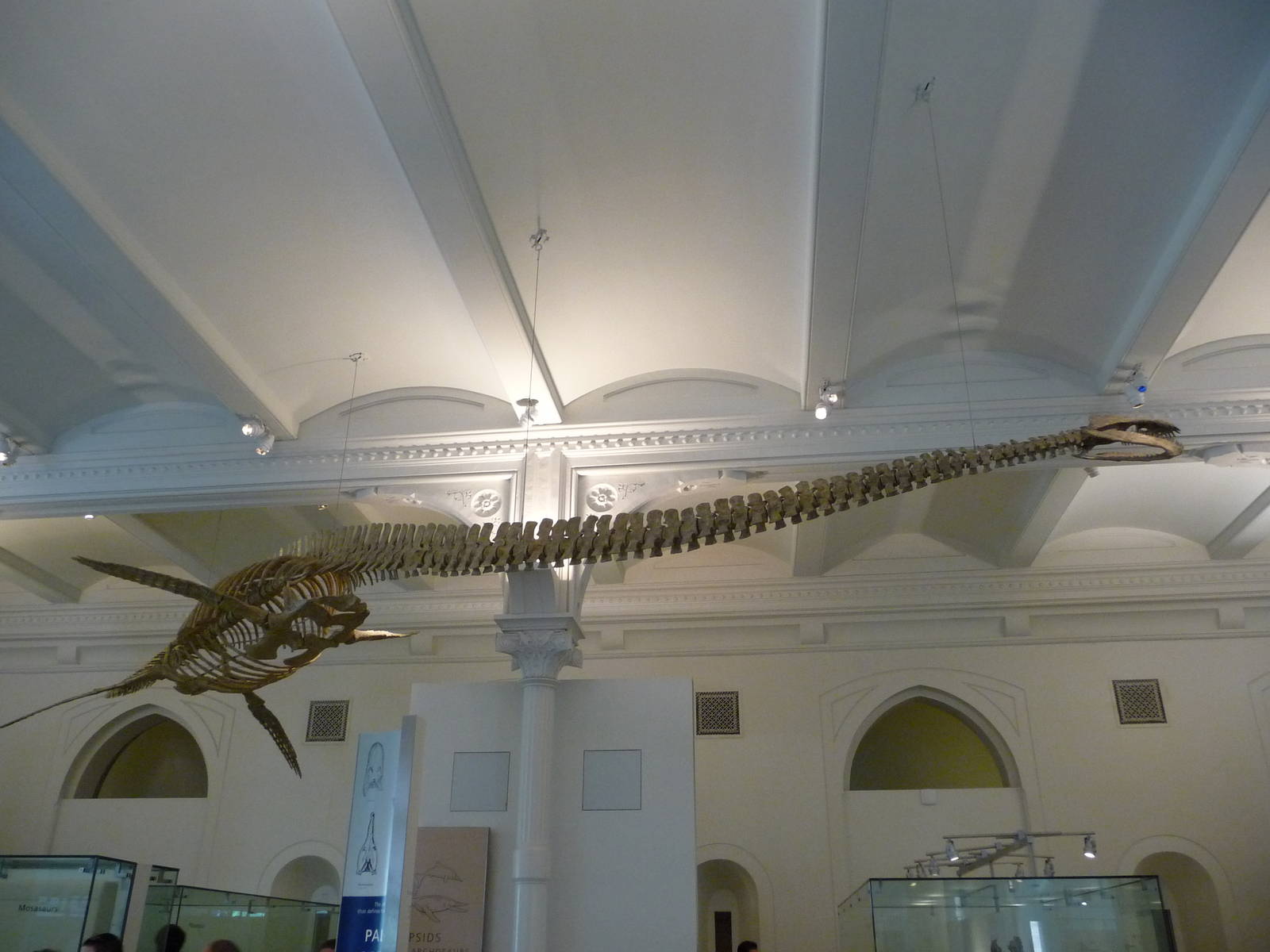 American Museum of Natural History