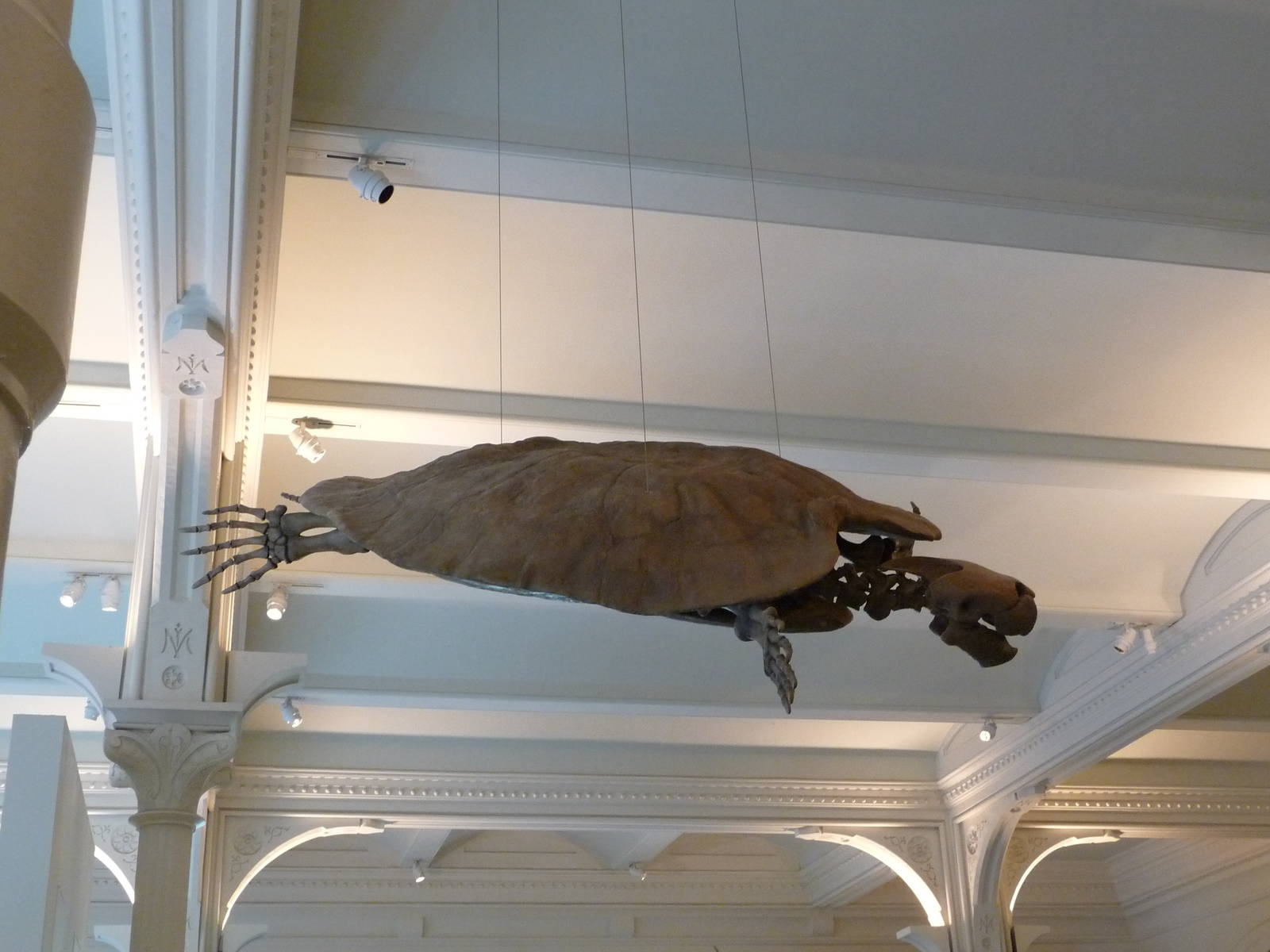 American Museum of Natural History