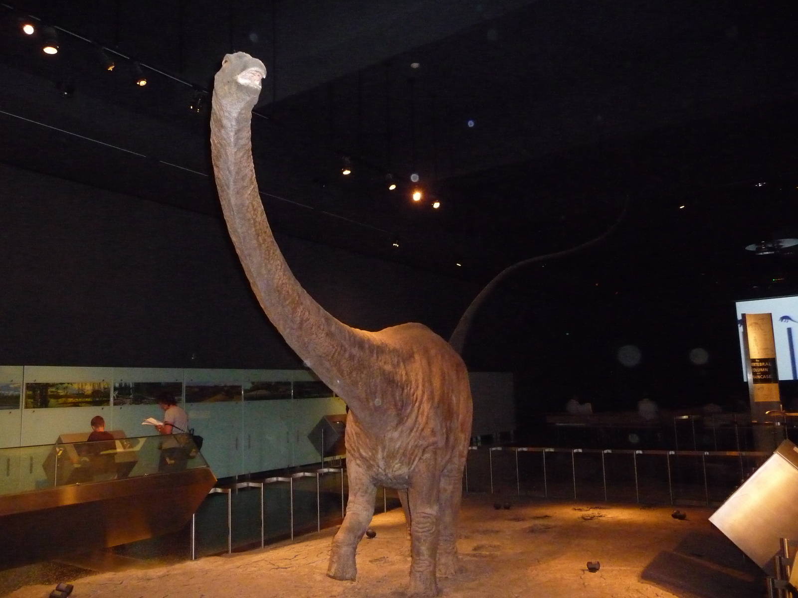 American Museum of Natural History