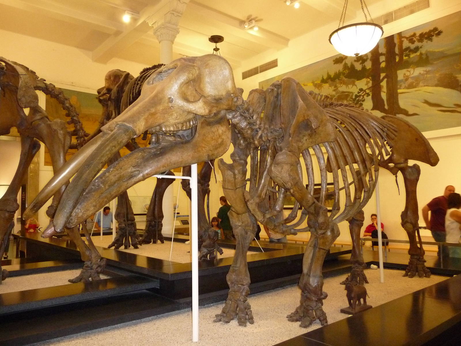 American Museum of Natural History