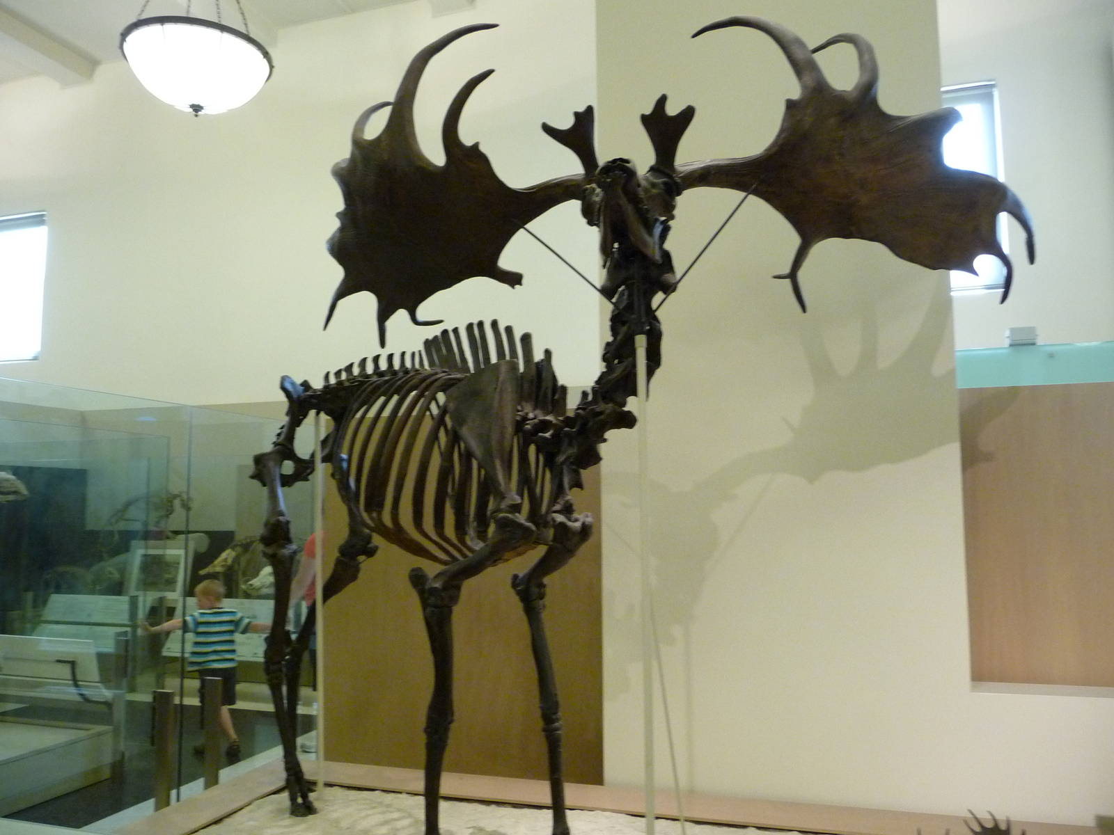 American Museum of Natural History