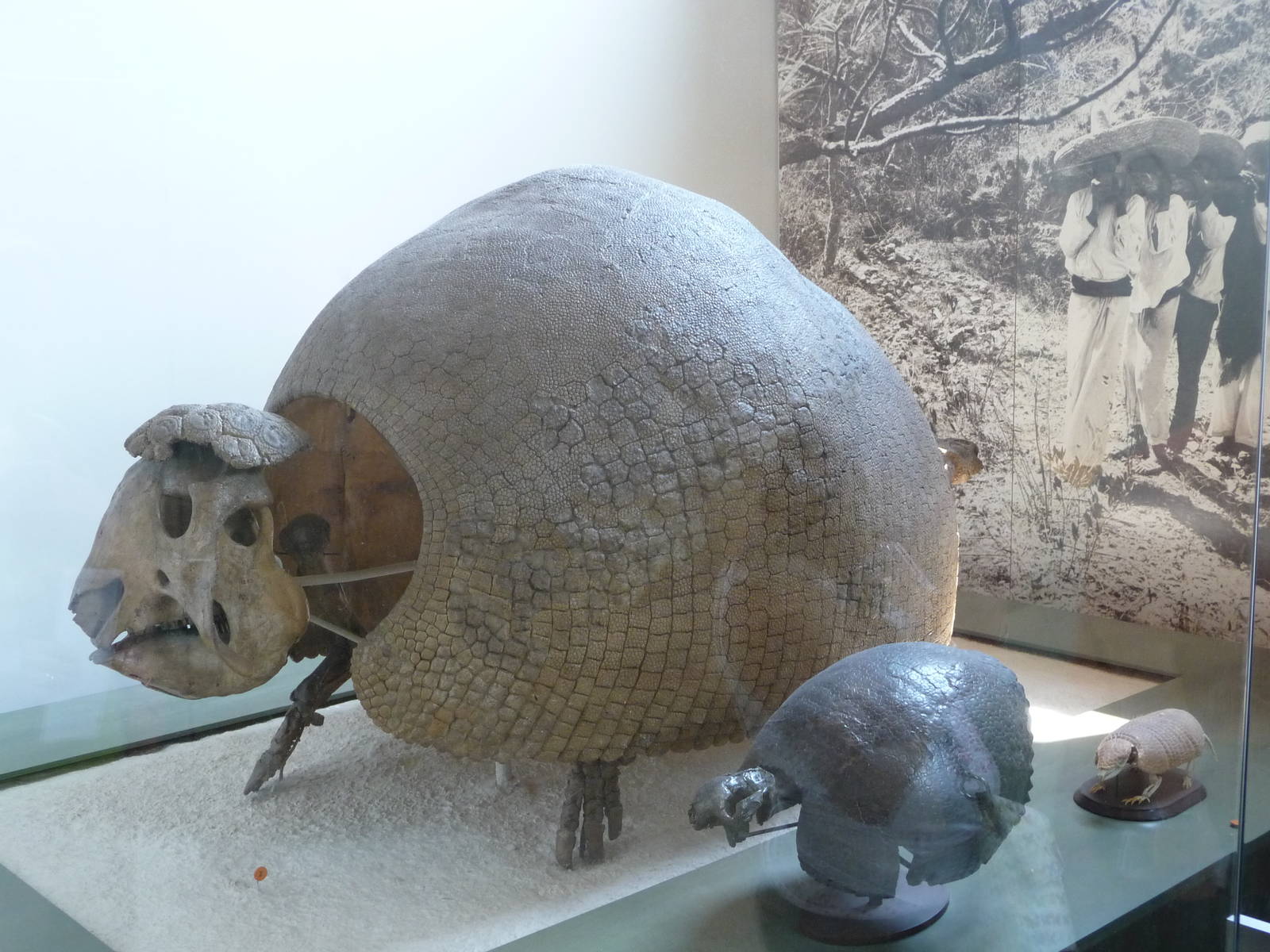 American Museum of Natural History