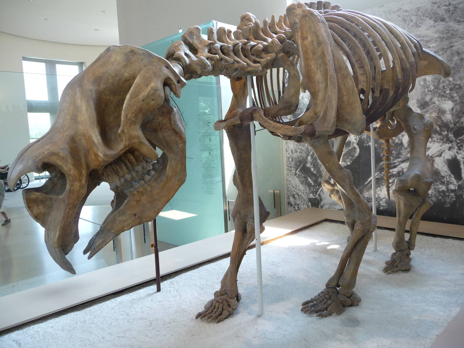 American Museum of Natural History