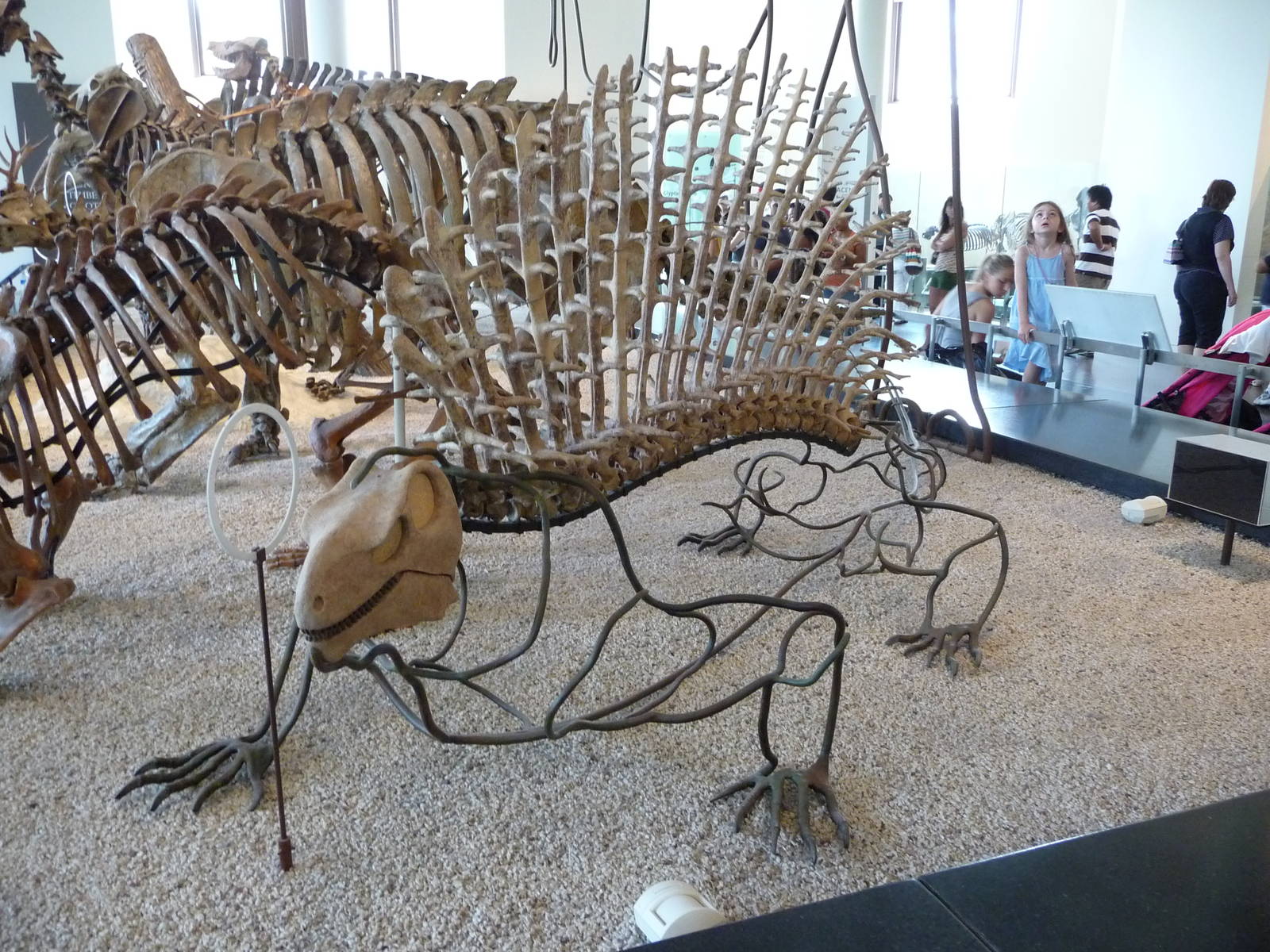 American Museum of Natural History