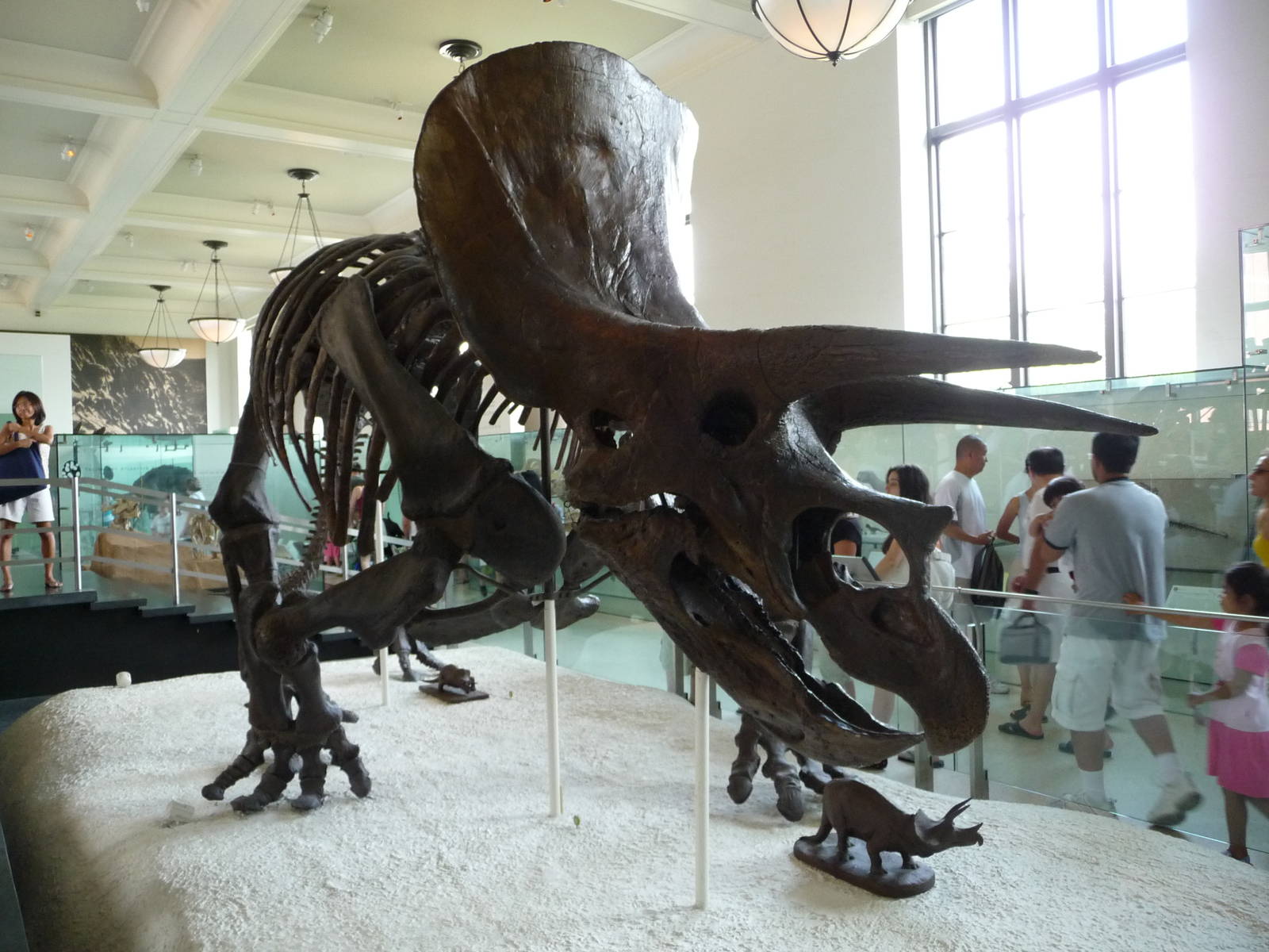 American Museum of Natural History