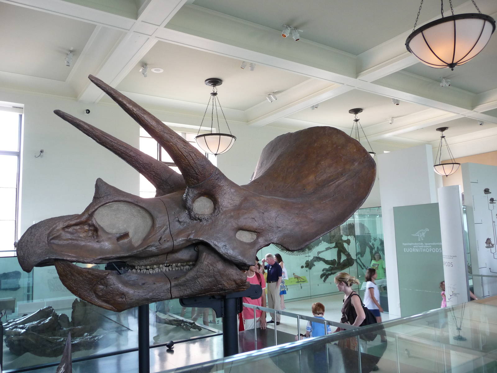 American Museum of Natural History