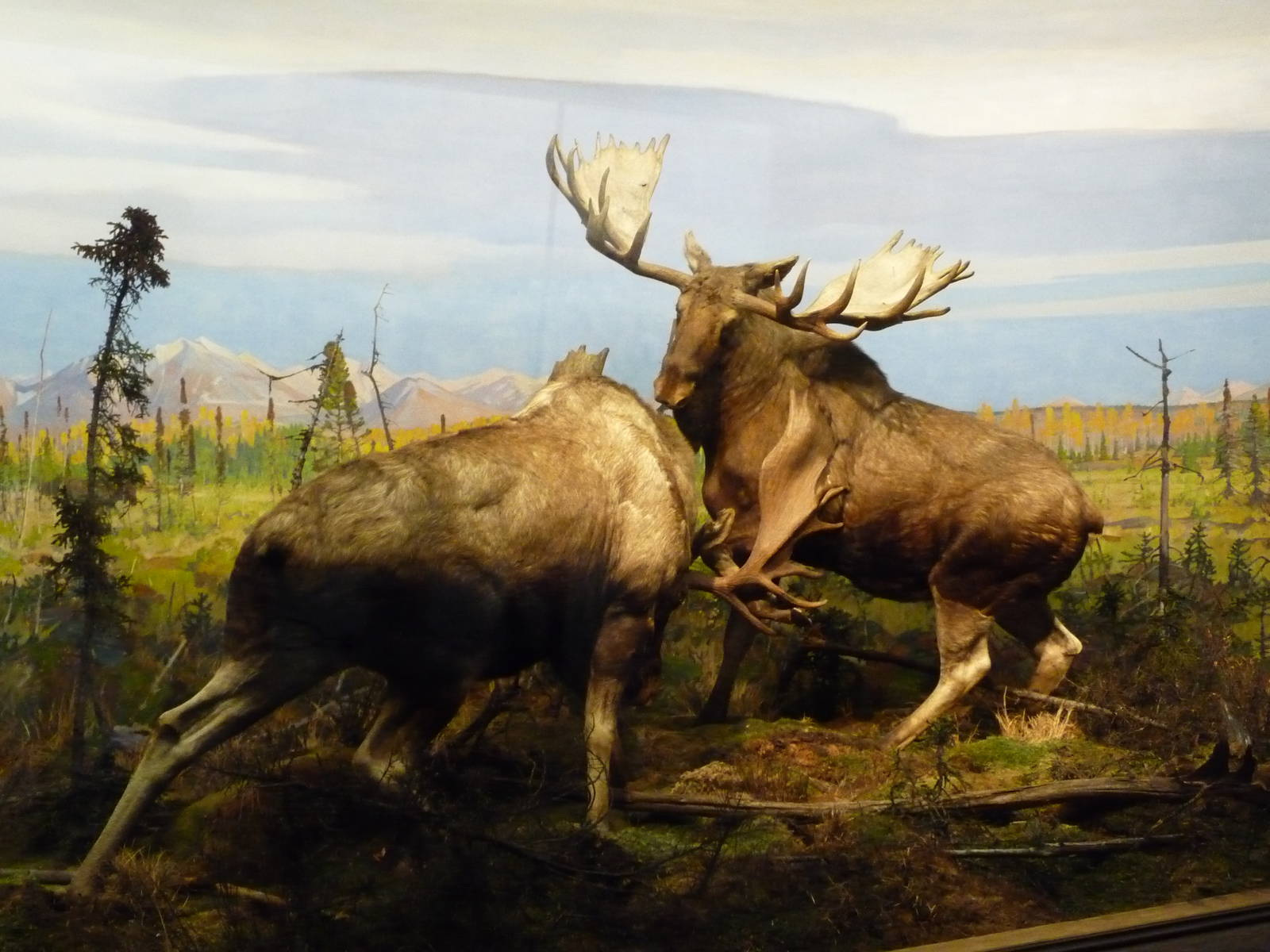 American Museum of Natural History