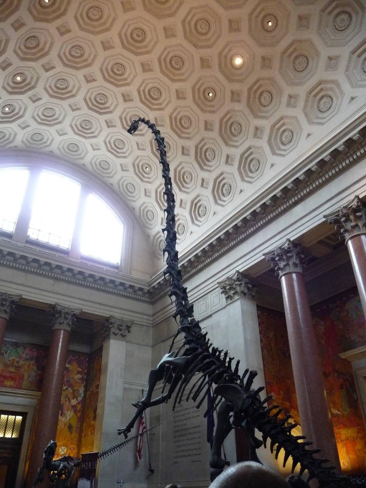 American Museum of Natural History