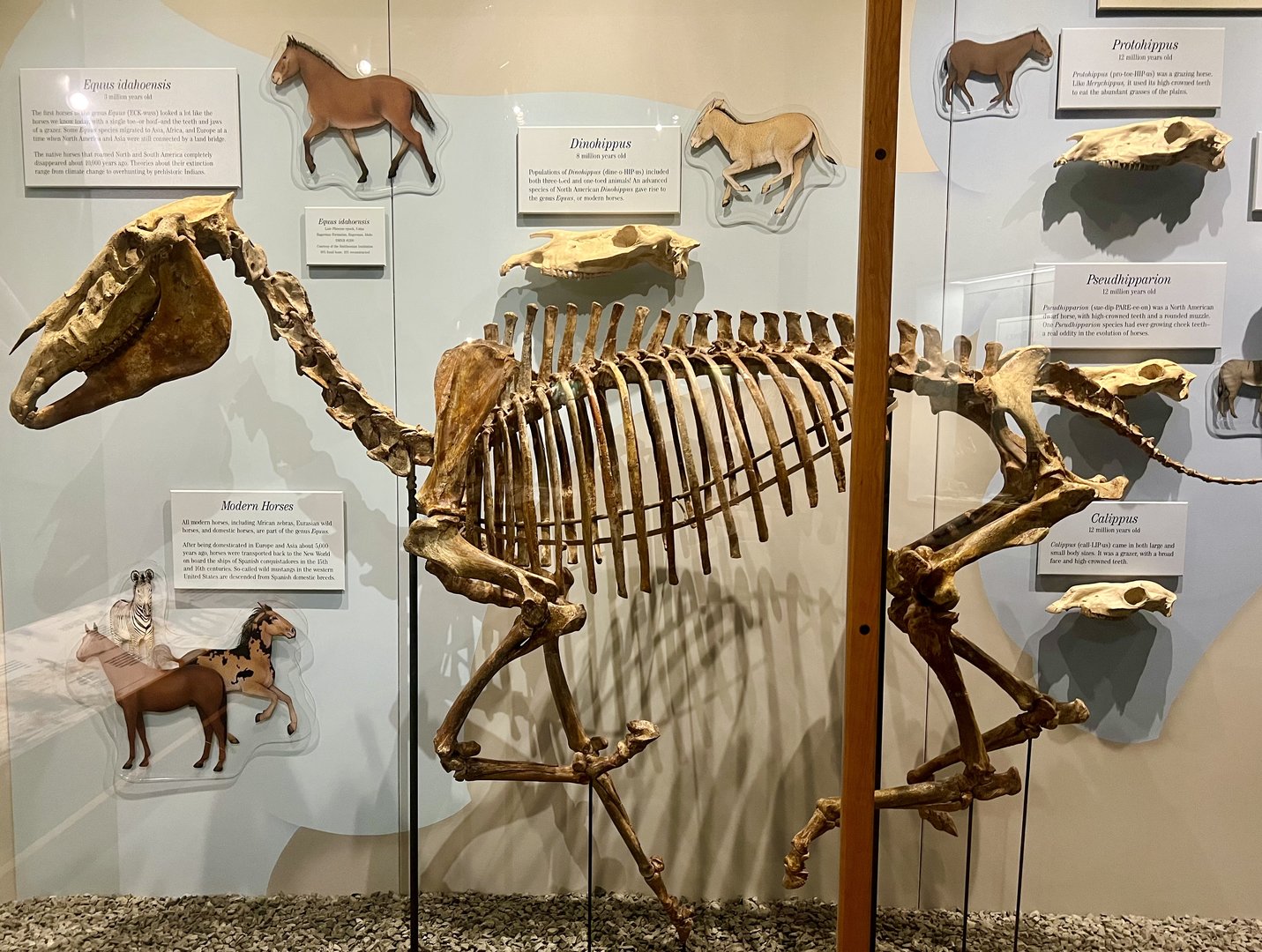 American Native Horse