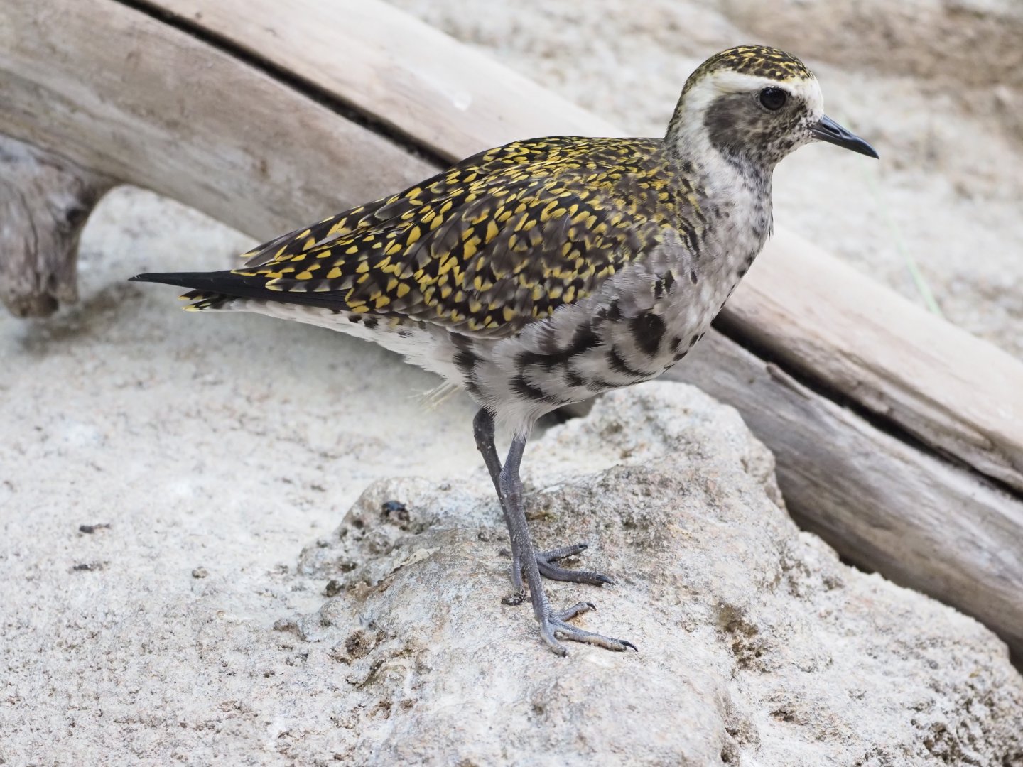 American (Or Pacific?) Golden Plover