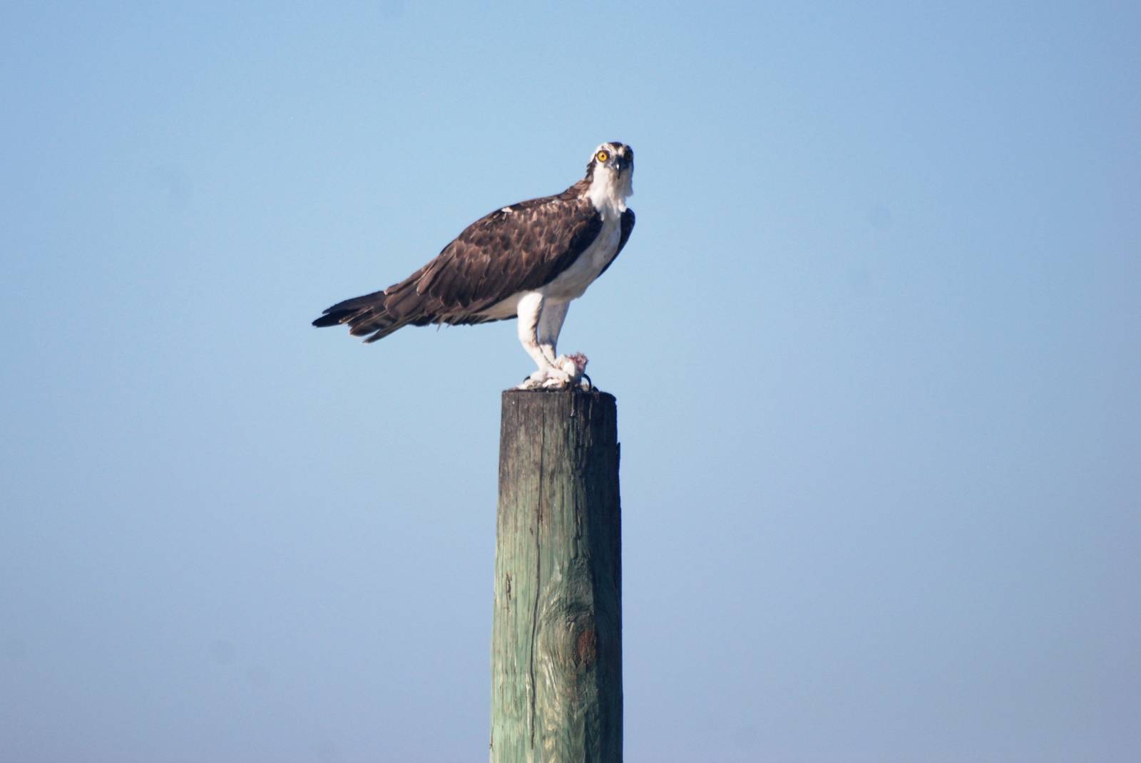 American Osprey, Huguenot Memorial Park, October 2013