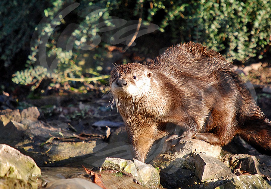 American Otter