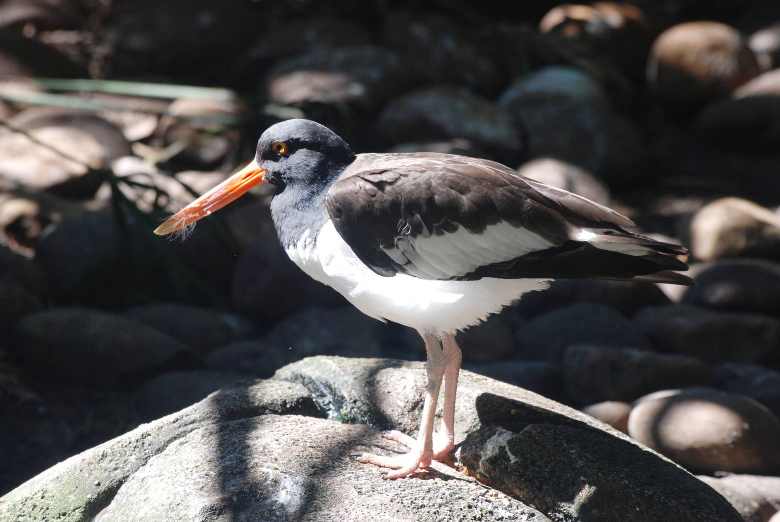 American Oystercatcher at Jacksonville, 10/10/13