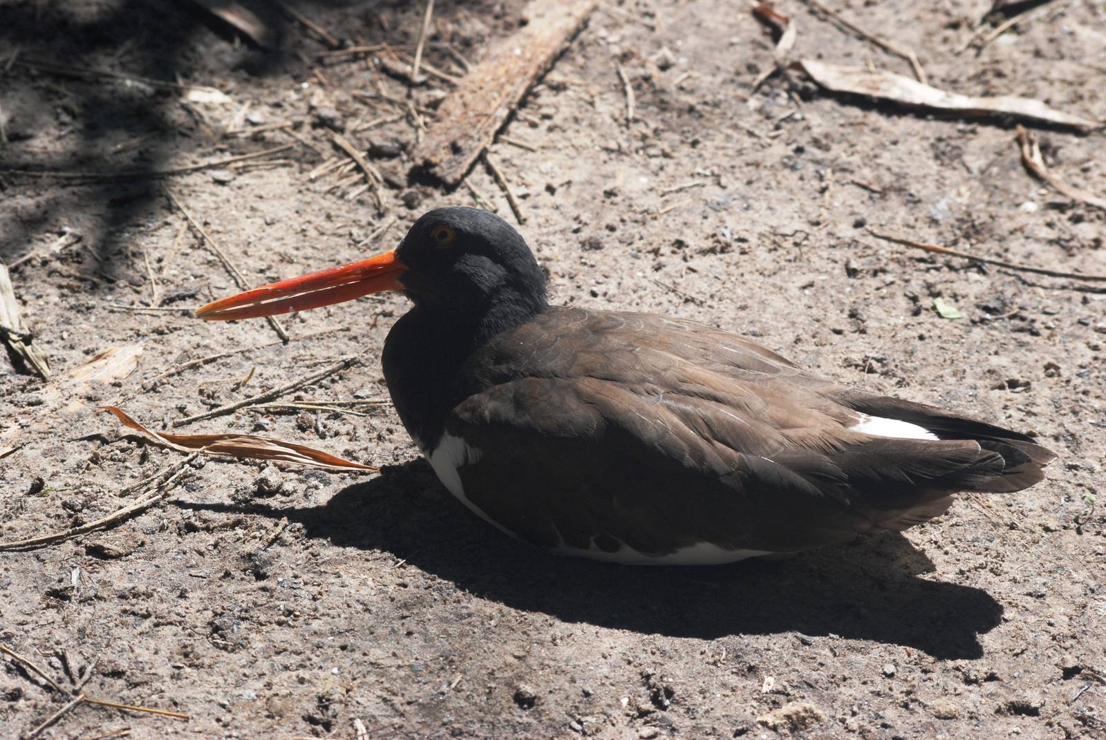 American Oystercatcher at Jacksonville, 10/10/13