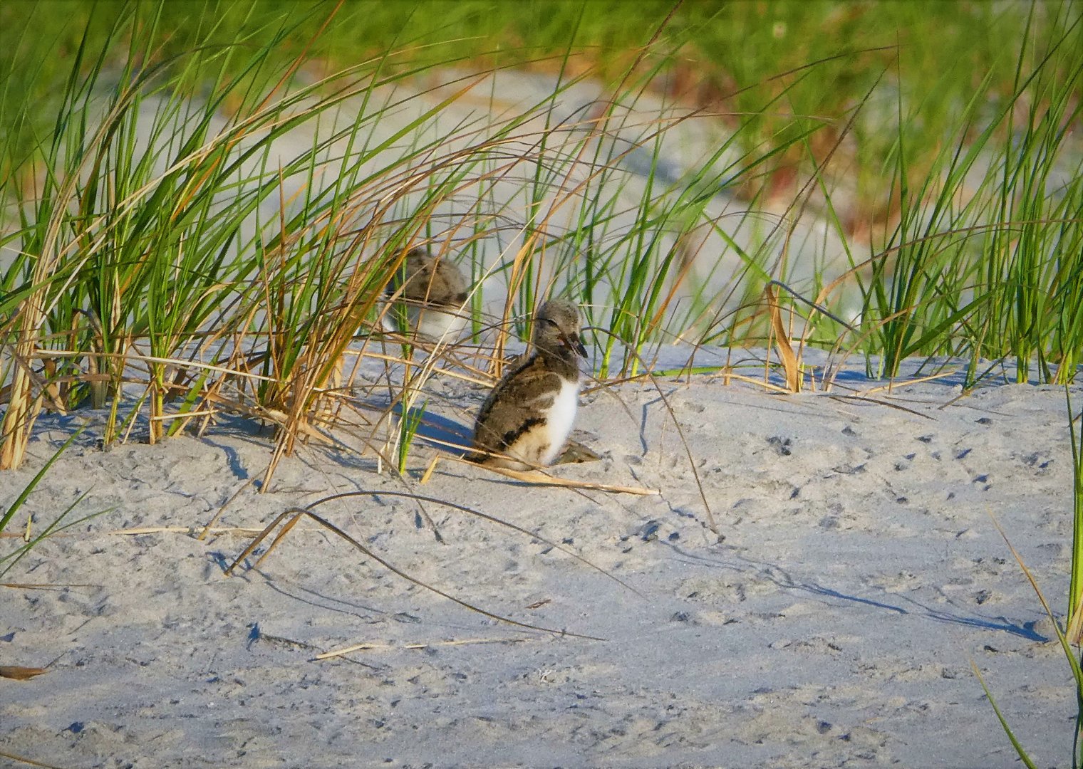 American Oystercatcher Chick