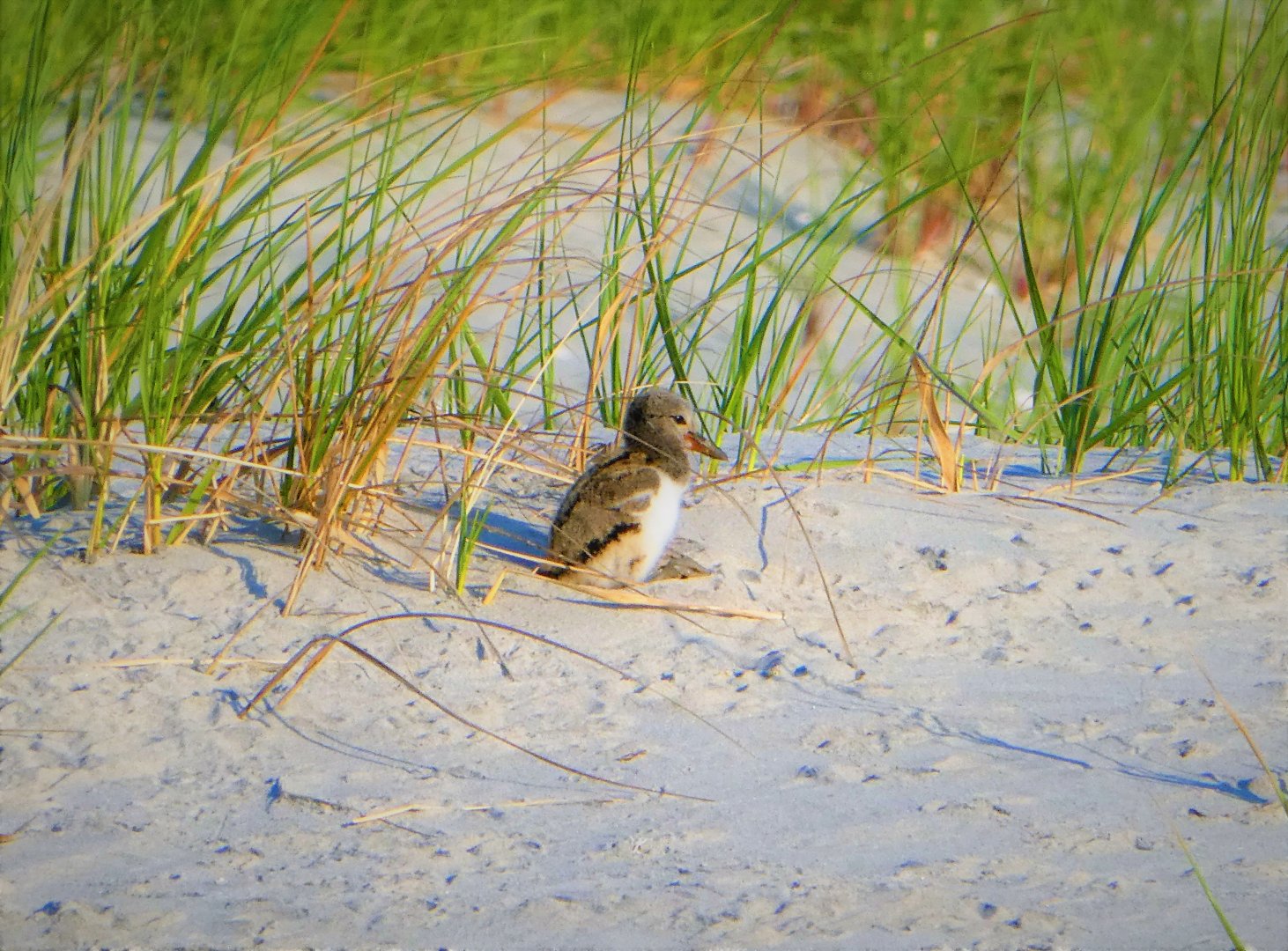 American Oystercatcher Chick