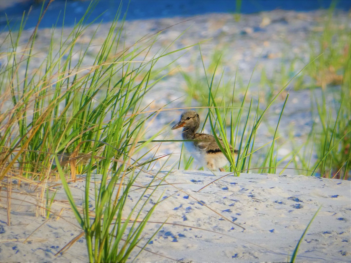 American Oystercatcher Chick