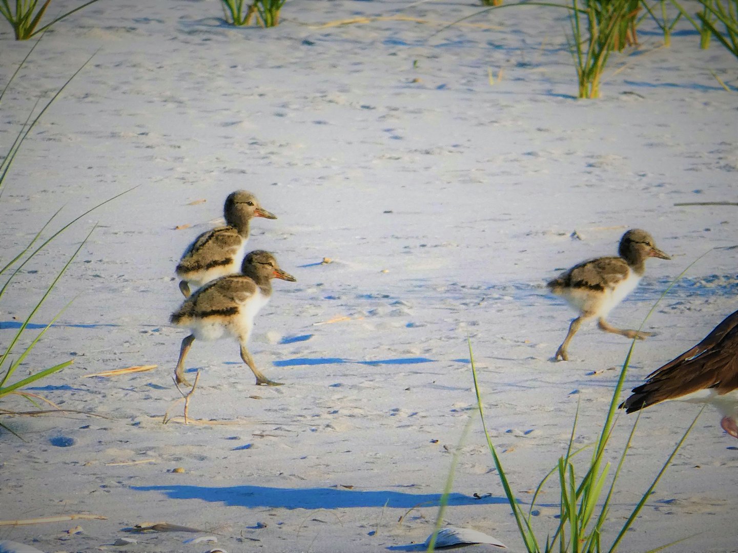 American Oystercatcher Chicks