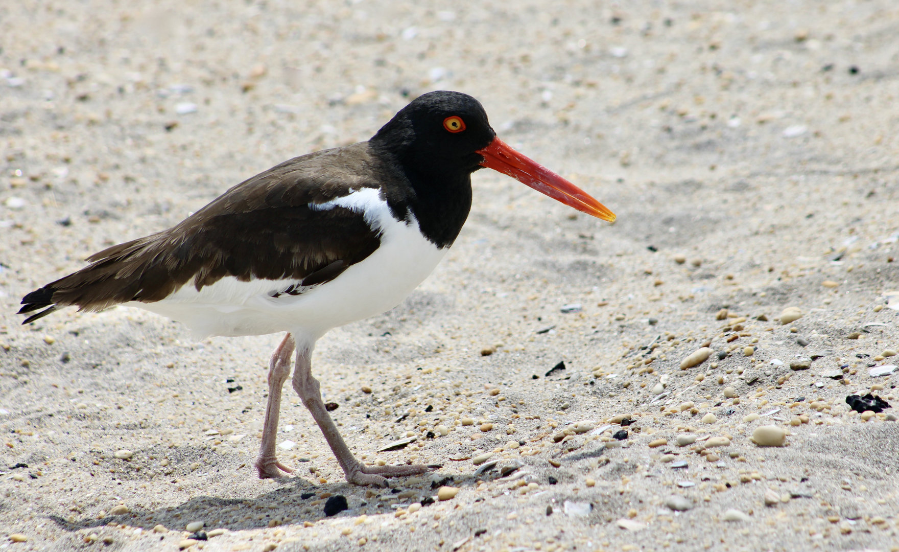 American Oystercatcher (Haematopus palliatus palliatus)