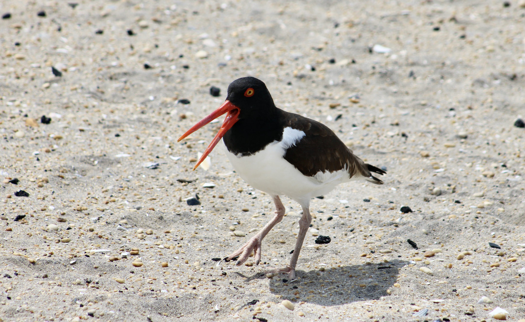 American Oystercatcher (Haematopus palliatus palliatus)