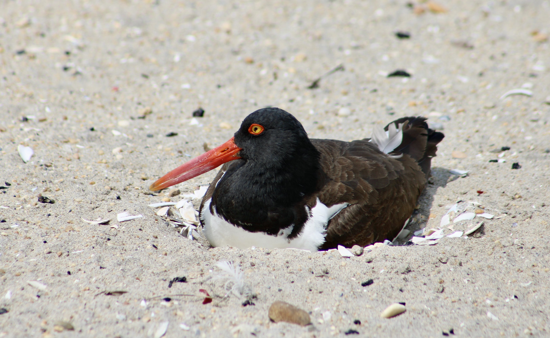 American Oystercatcher (Haematopus palliatus palliatus)