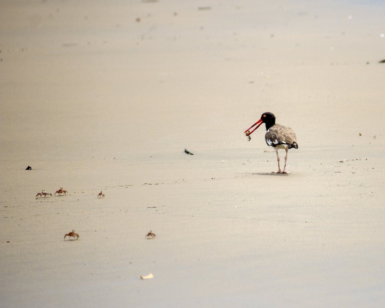 American oystercatcher, Haematopus palliatus