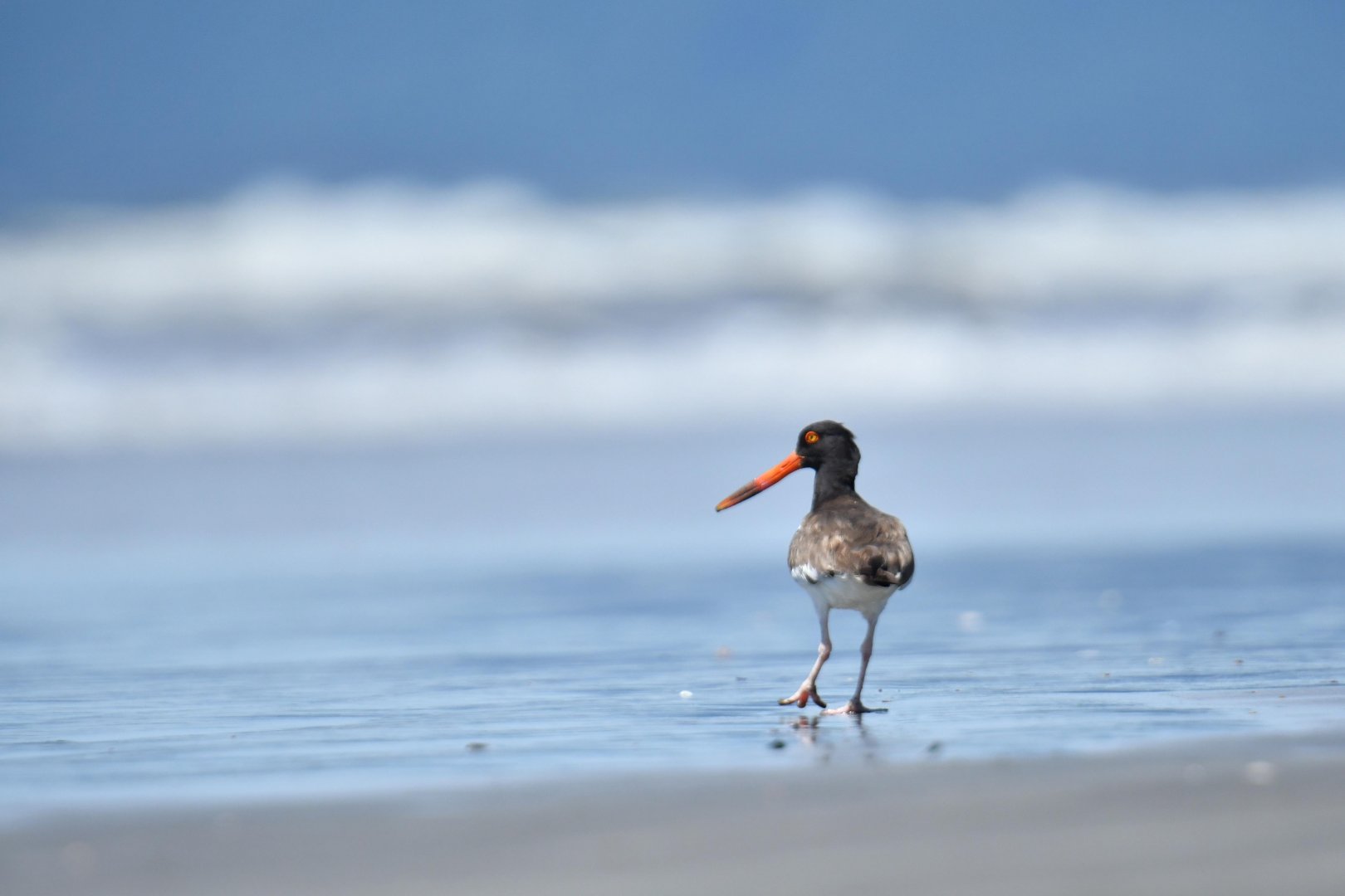 American Oystercatcher (Haematopus palliatus)