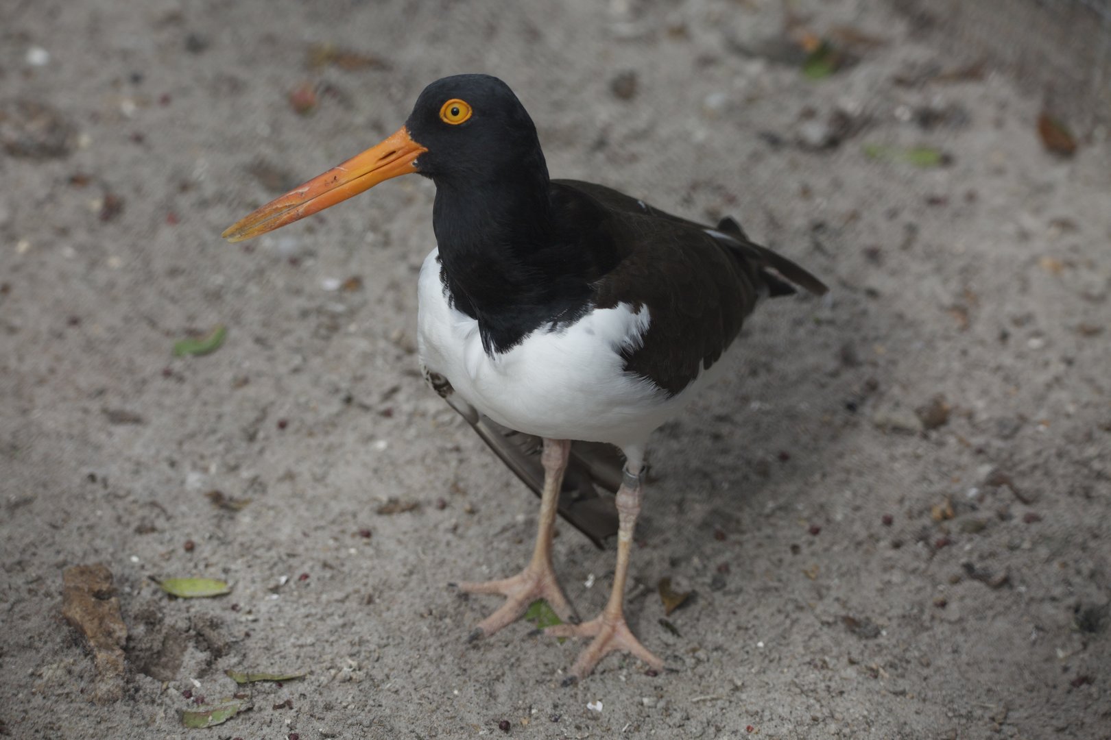 American oystercatcher/ Haematopus palliatus