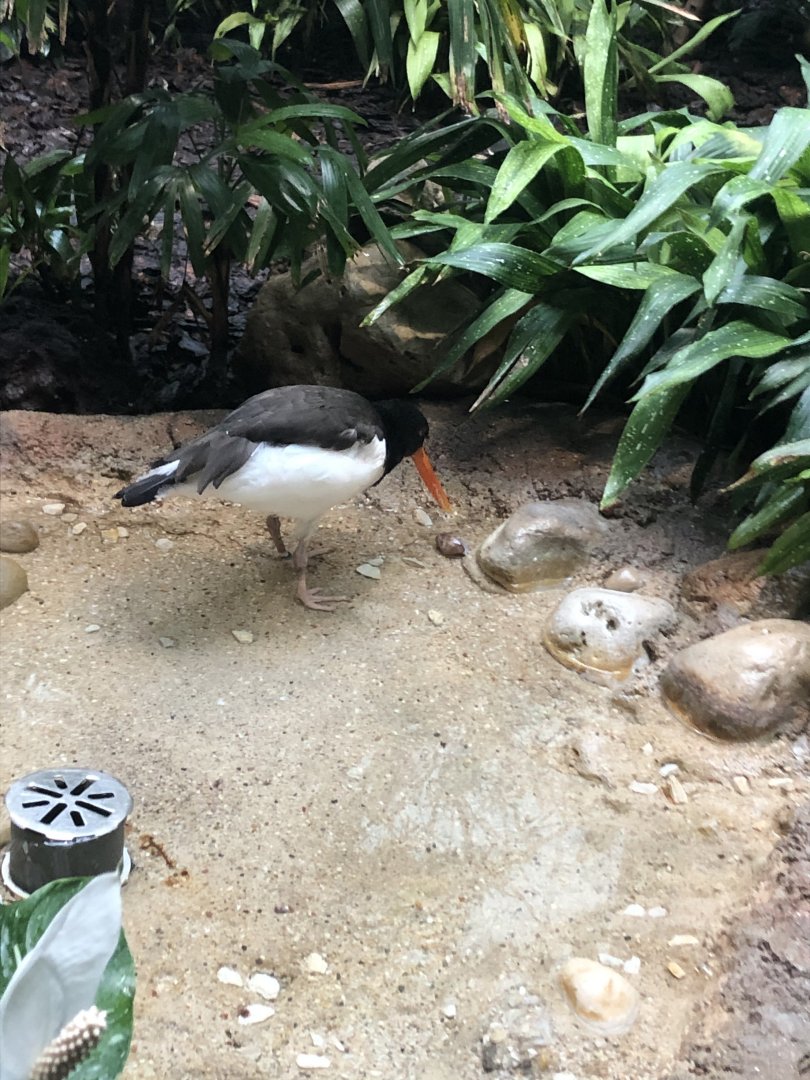 American Oystercatcher