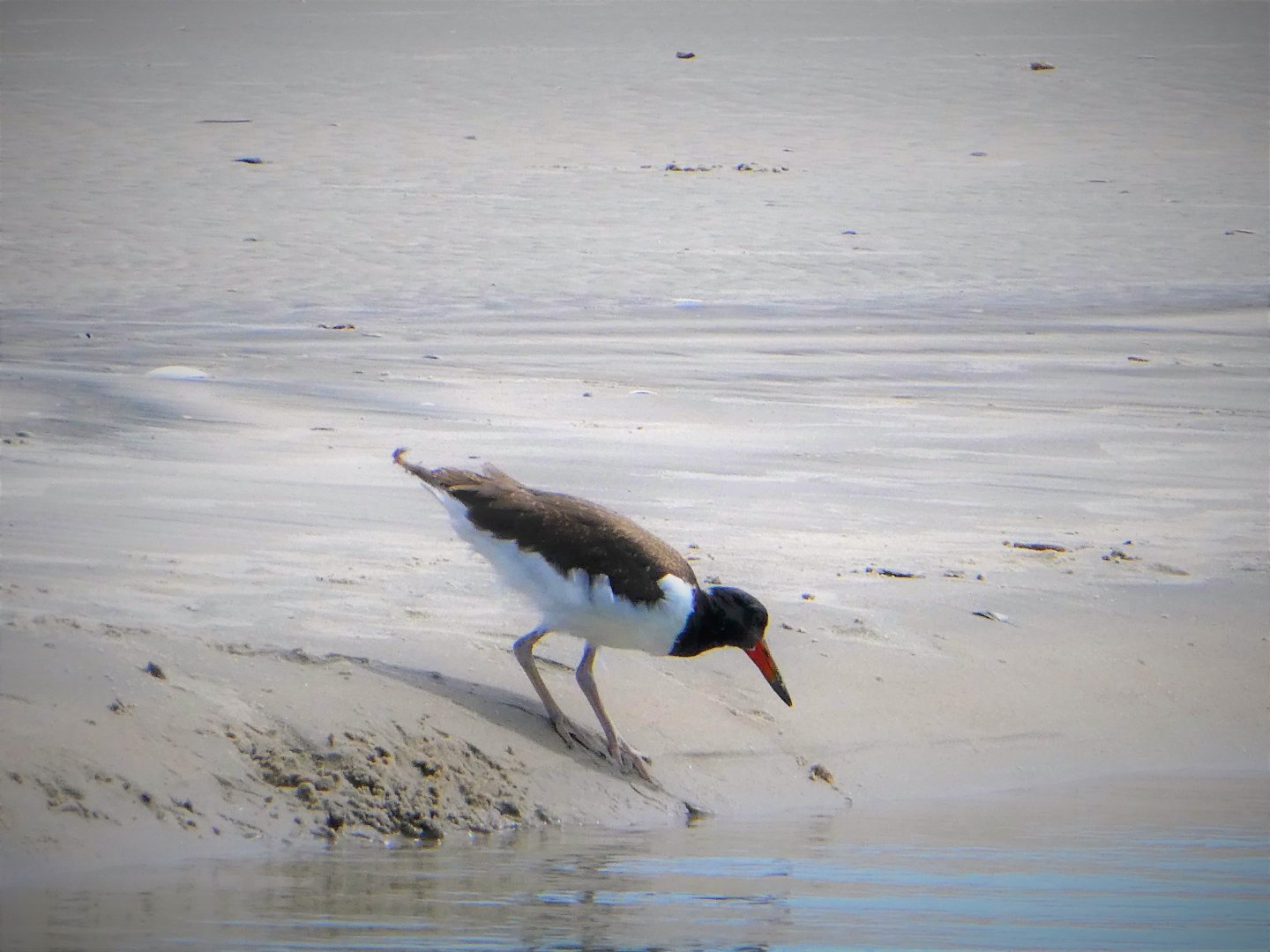 American Oystercatcher