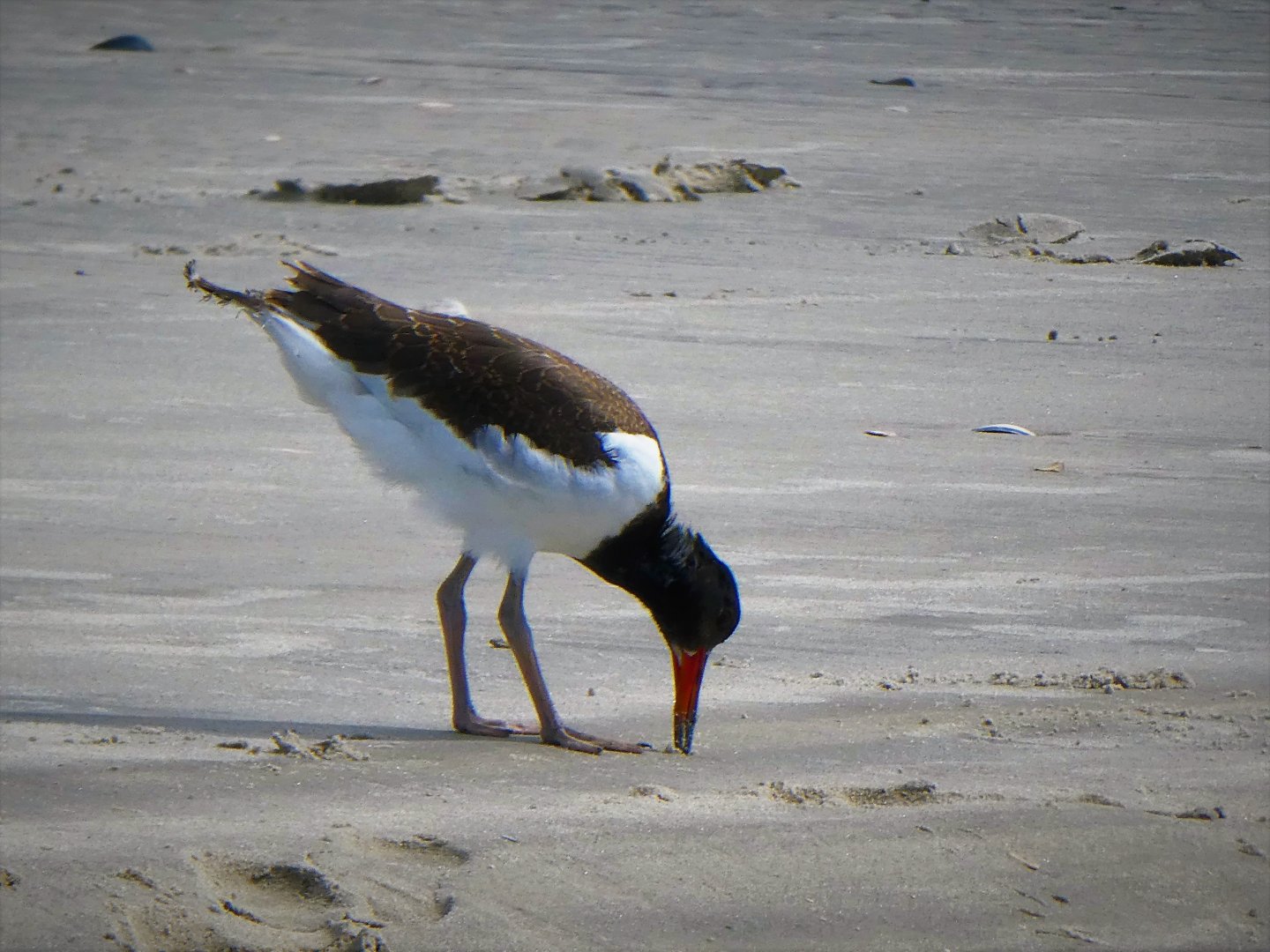 American Oystercatcher