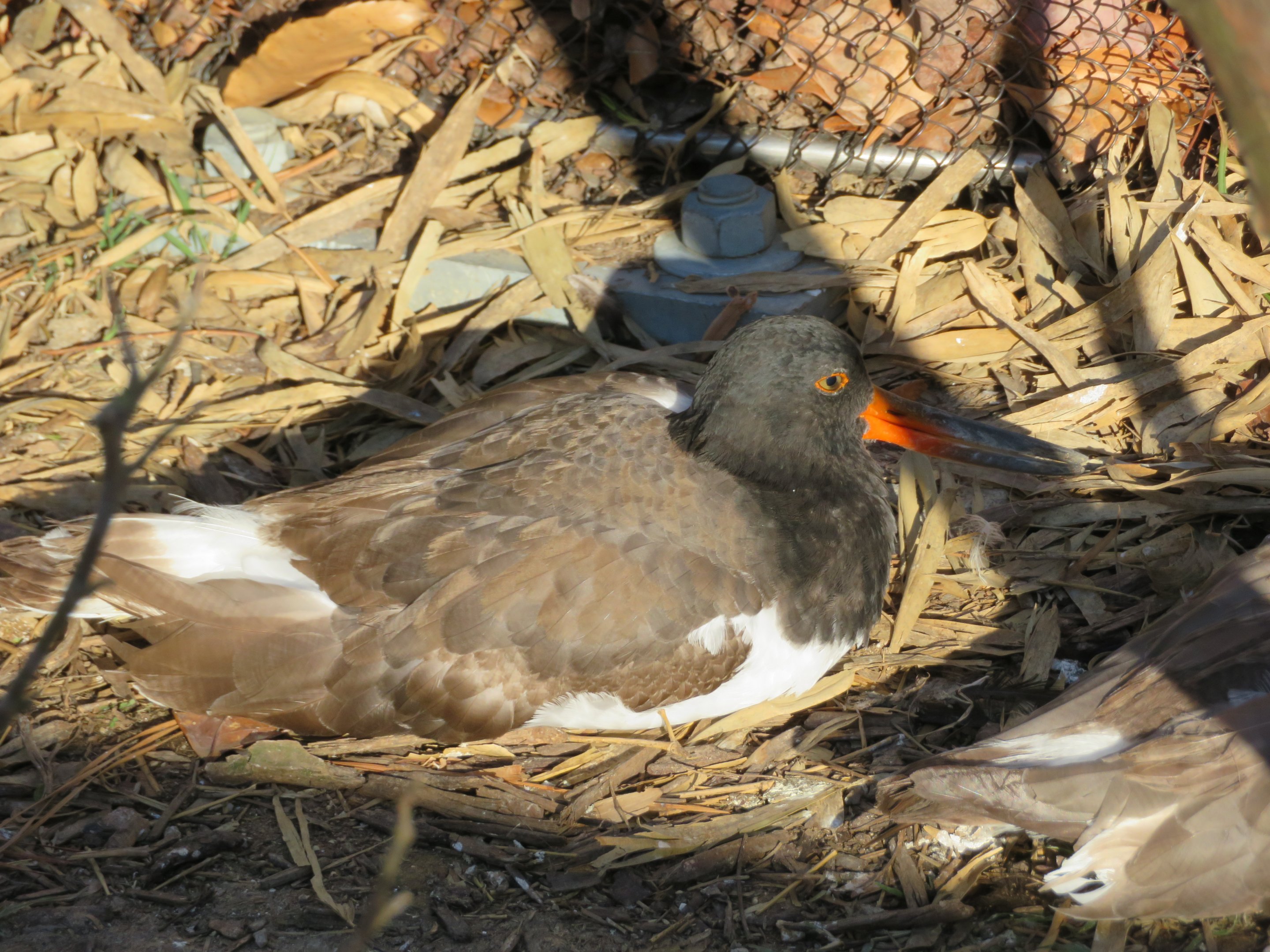 American Oystercatcher